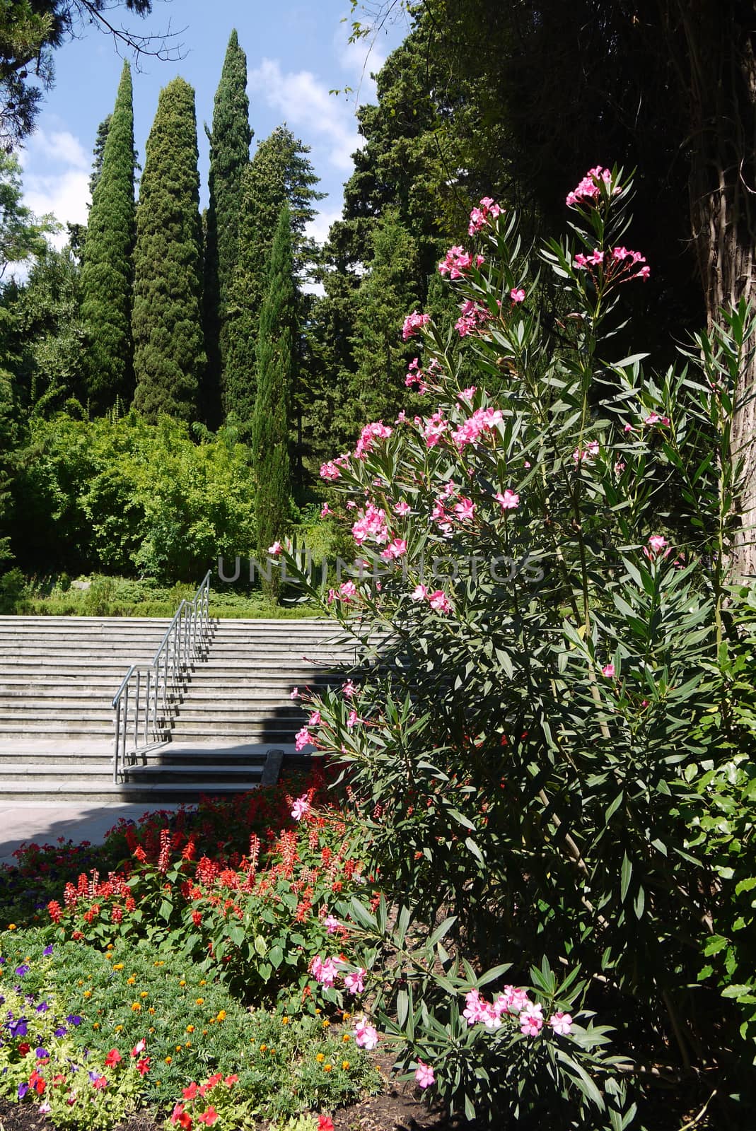 view of the stairs and a bush with pink flowers against the backdrop of cypresses