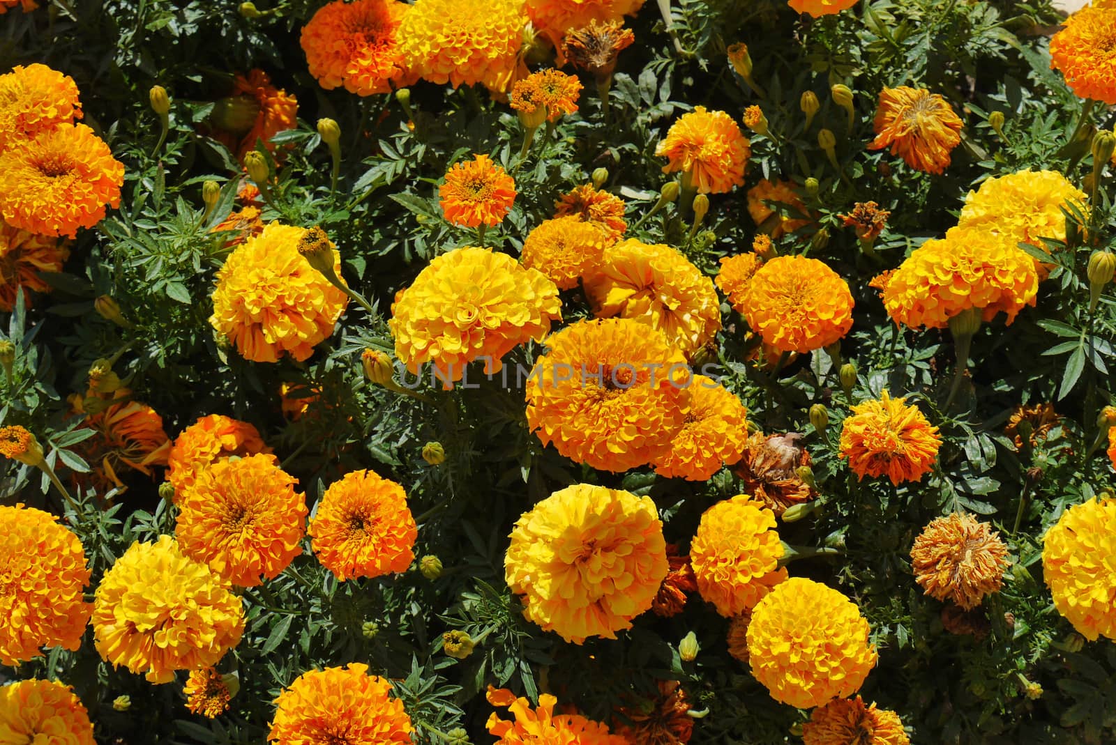 orange flowers of marigolds in dense greenery in summer