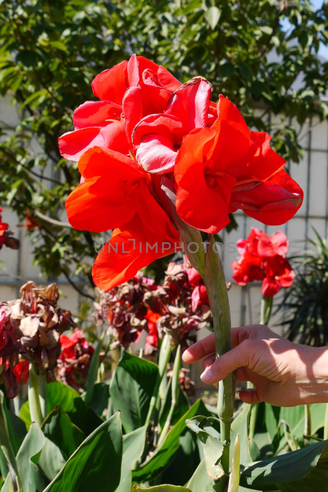 A huge beautiful flower with a thick stalk and wide red petals. You have to hold your hand because it bends under your weight.