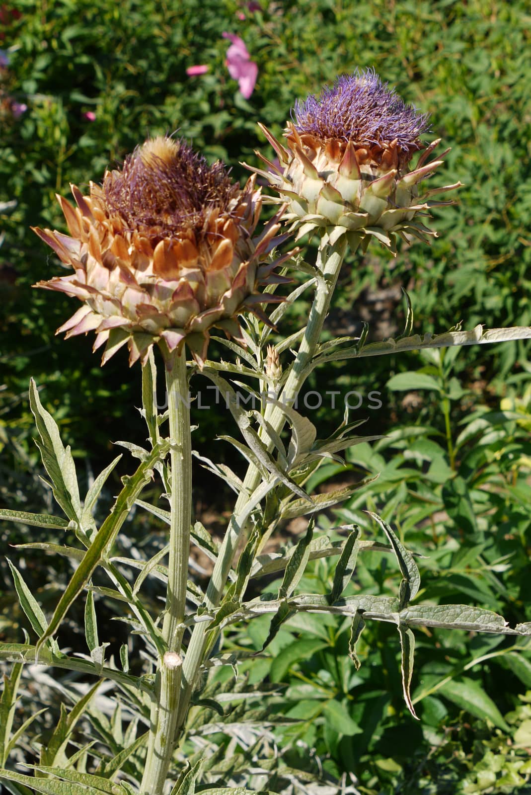 Two flowers of Artichoke protea. A beauty and a monster at the same time