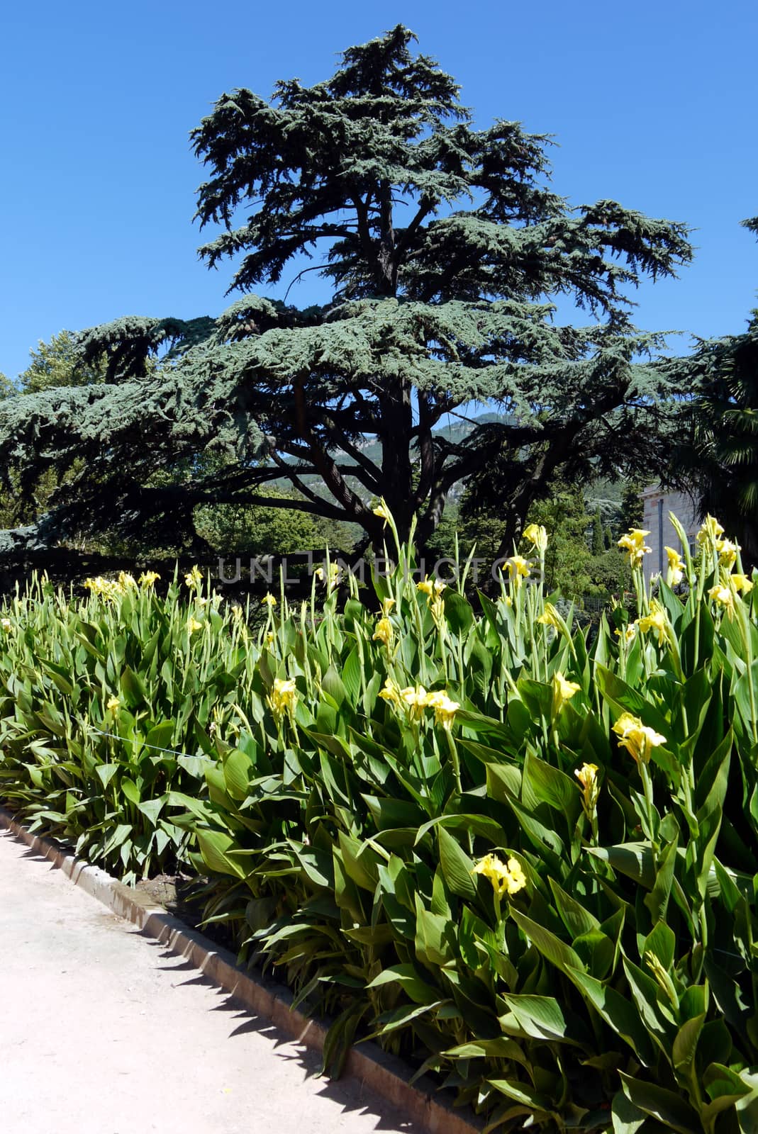A beautiful view in the park on a hot summer day on a bed of high stems of yellow flowers with large wide leaves growing next to a soft tree against a blue clear sky.