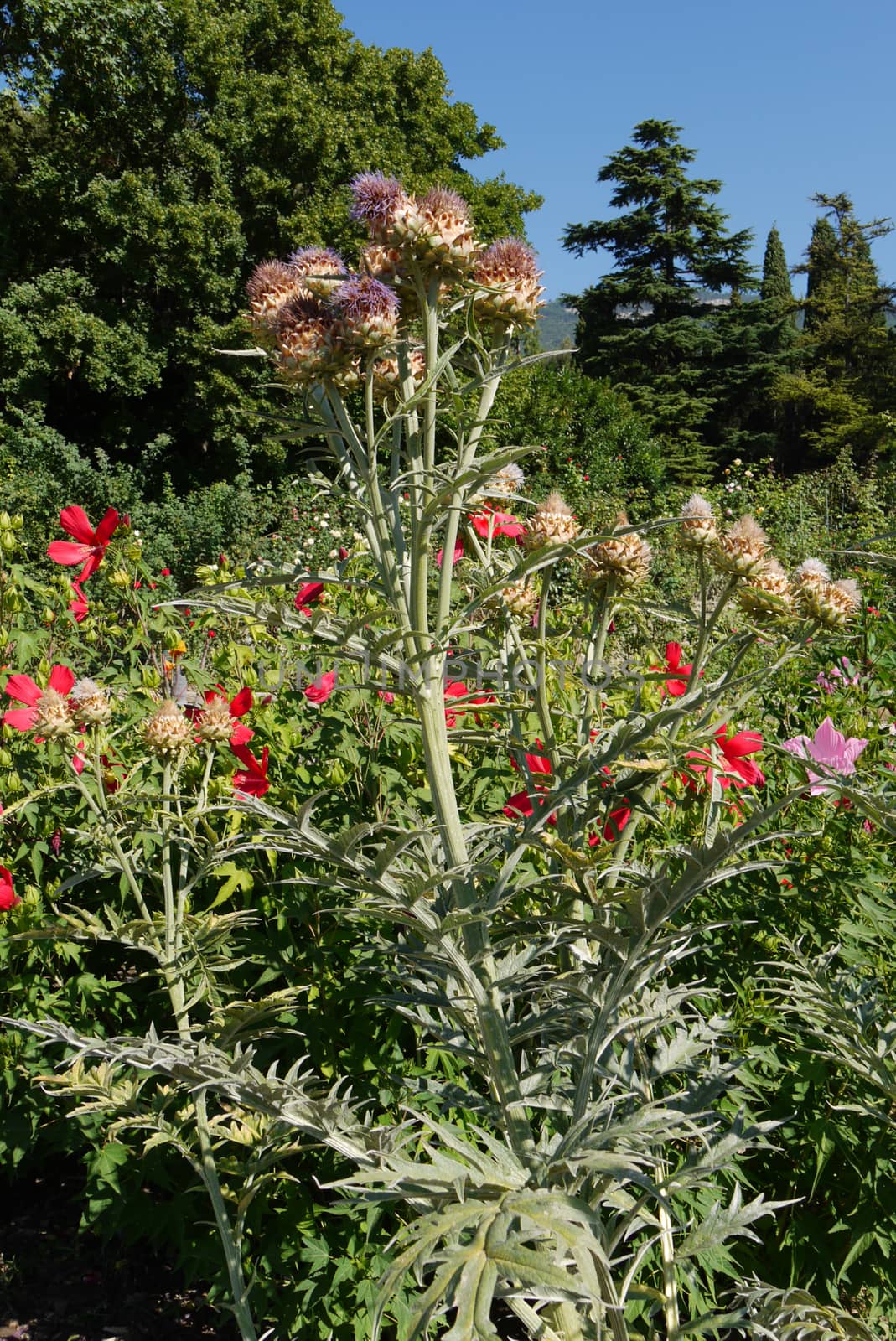 Several Artichoke protea shrubs are surrounded by other flowers  by Adamchuk