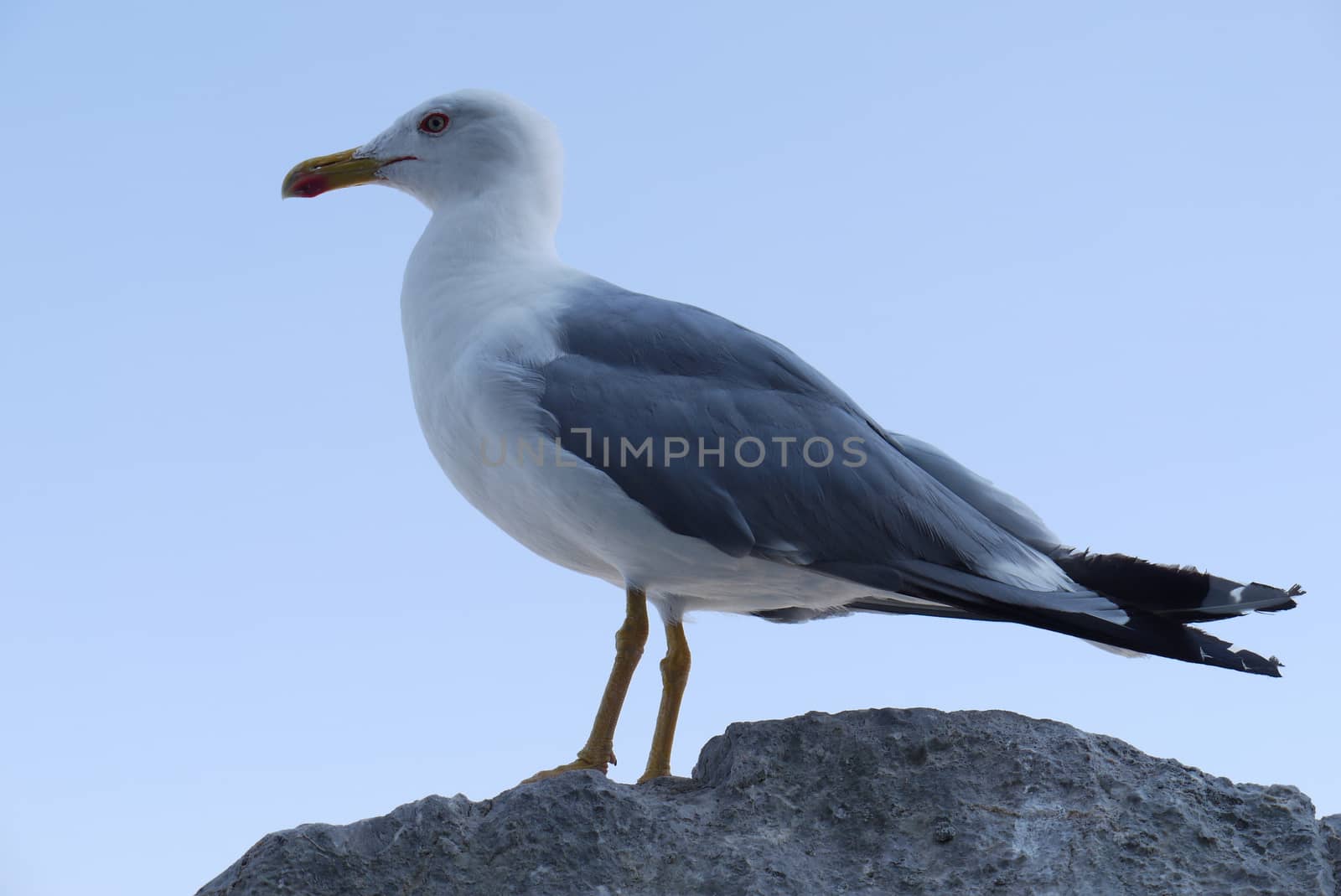 white gull with gray wings on top of a rock on the background of blue sky