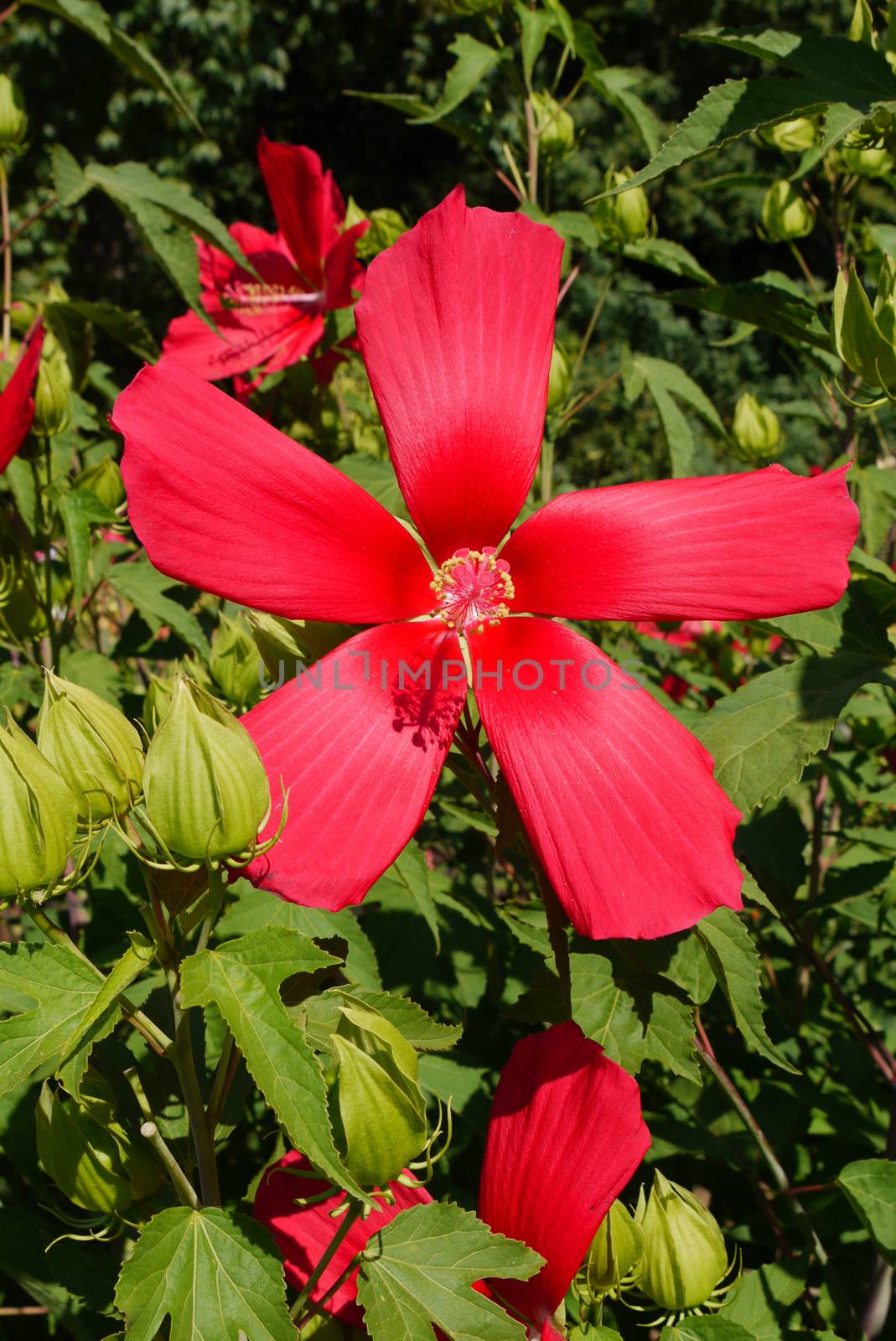 red flower in the form of a star and three unexplored buds