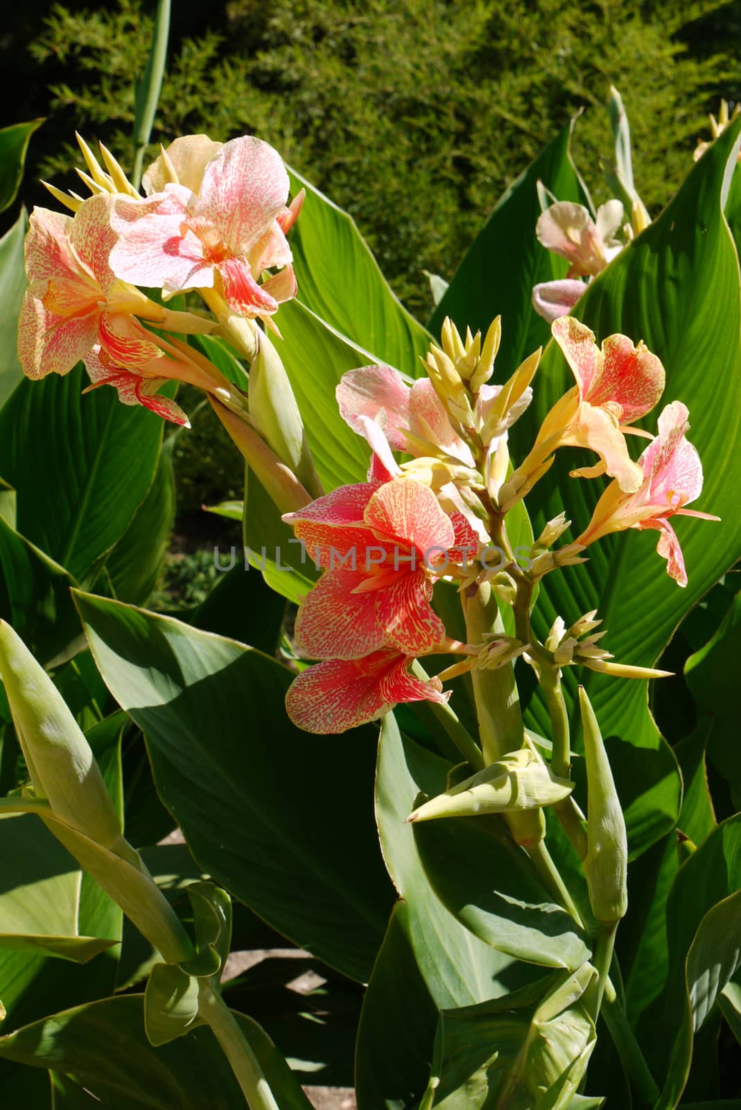 Beautiful flowers with wide green leaves and tender red beige petals bathe in the sun look very unusual and attractive.