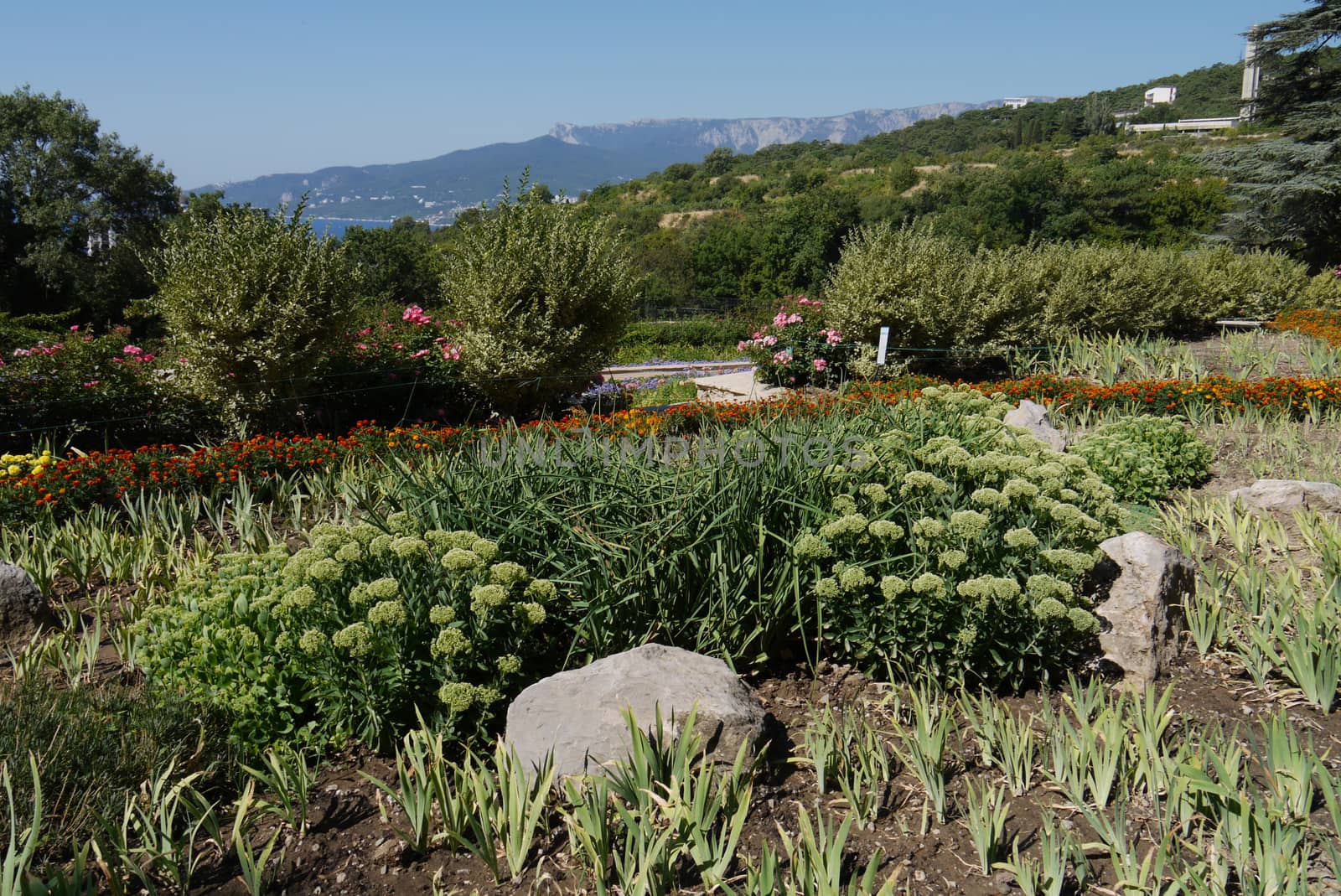 decorative stones in a flowerbed with a variety of flowers and green shrubs