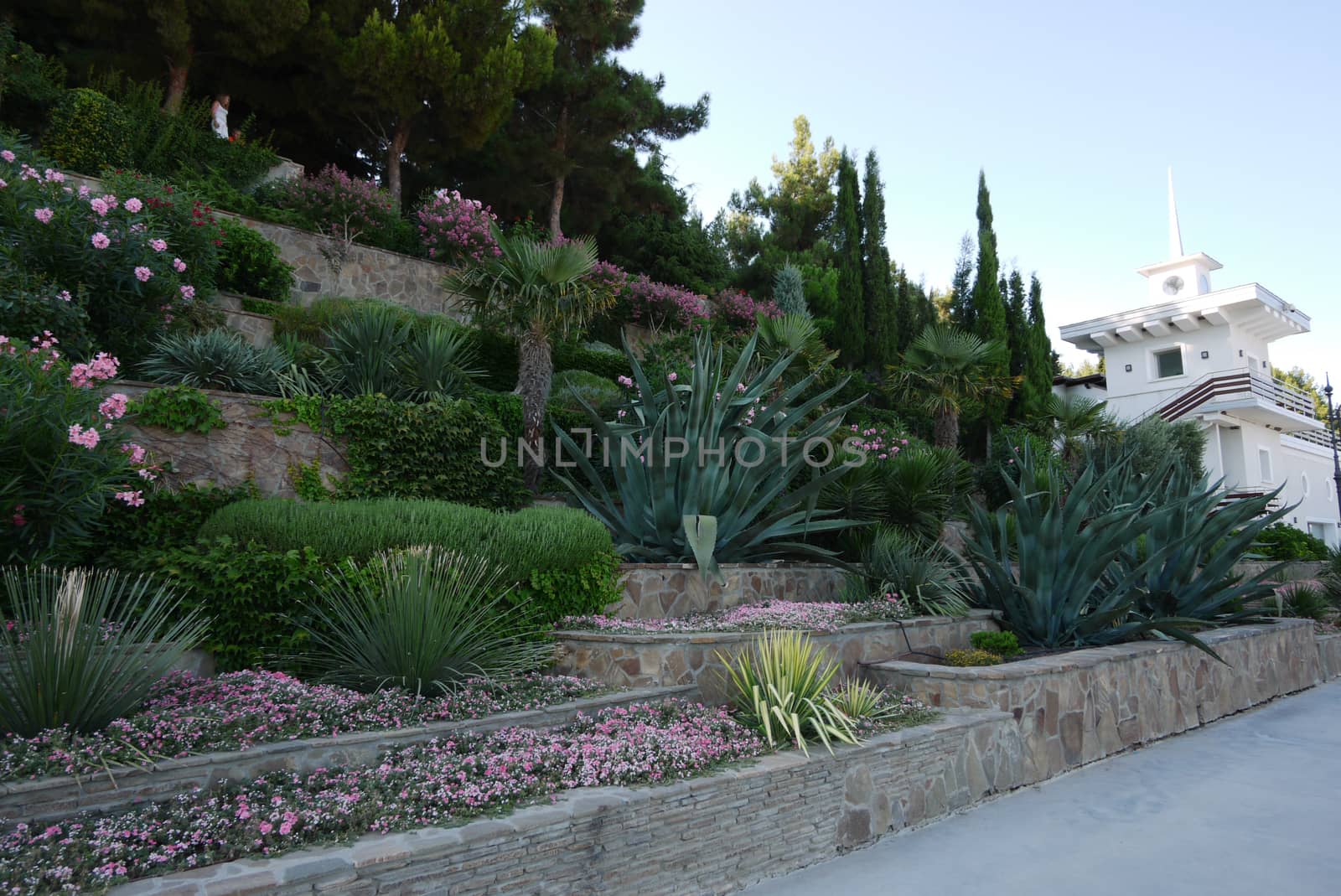 Beautiful cascading flower bed with a variety of green decorative plants, shrubs and palm trees by Adamchuk