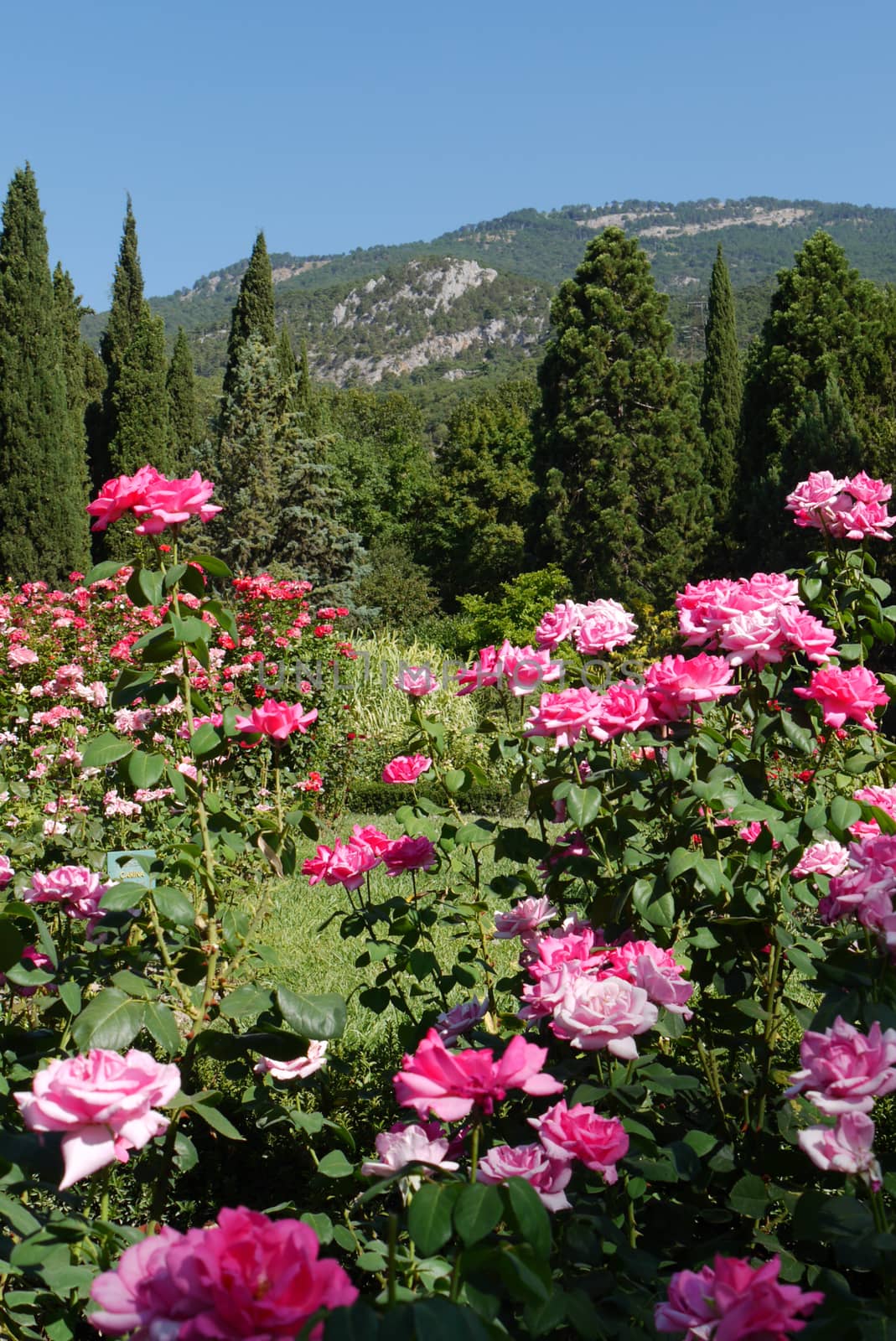 High lush spruce growing around the glade dotted with bushes of beautiful roses against the background of a green mountain slope and a blue sky without clouds.