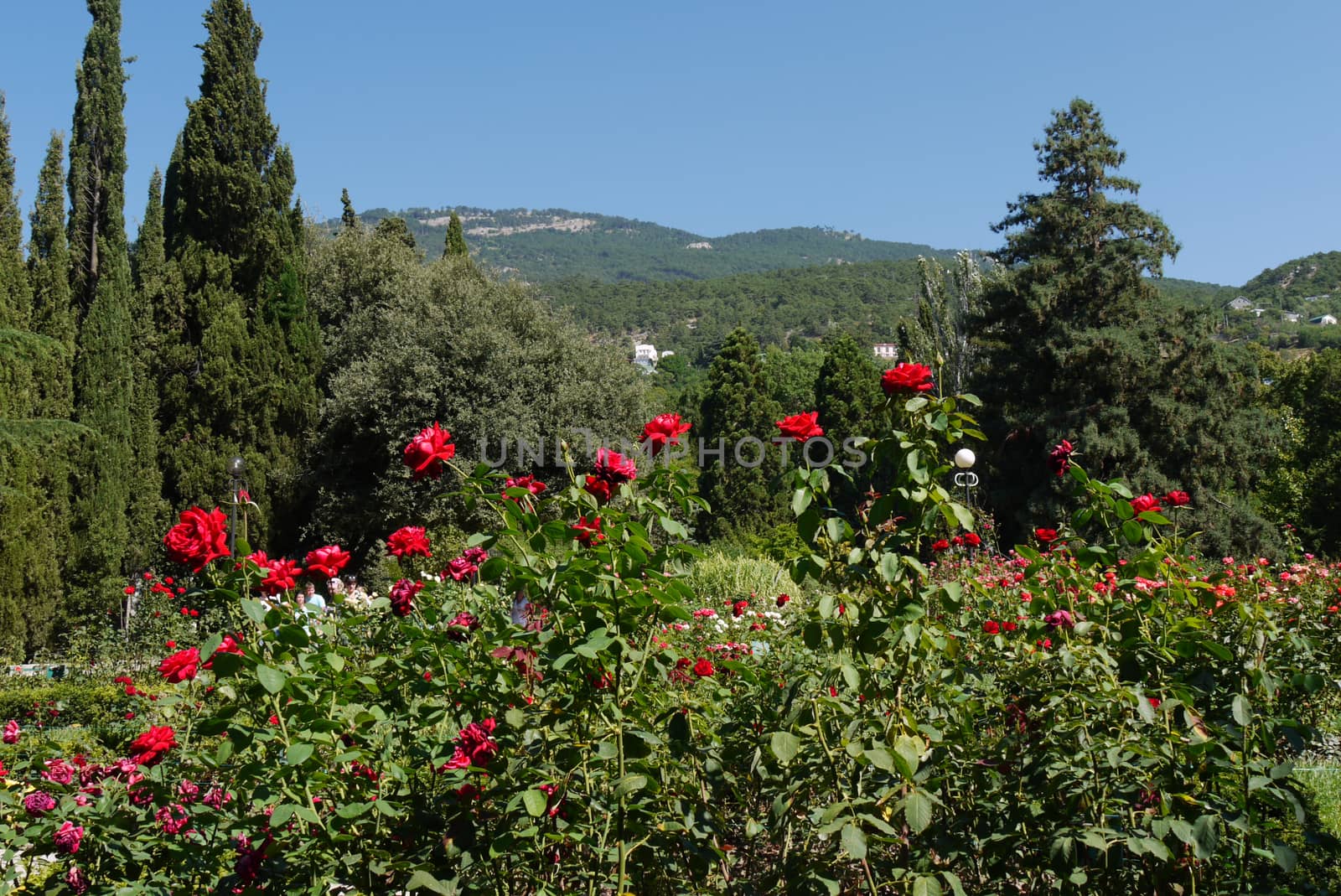 a large flower bed with flowers with a lush bush of red roses in the foreground against the background of mountain peaks visible in the distance by Adamchuk