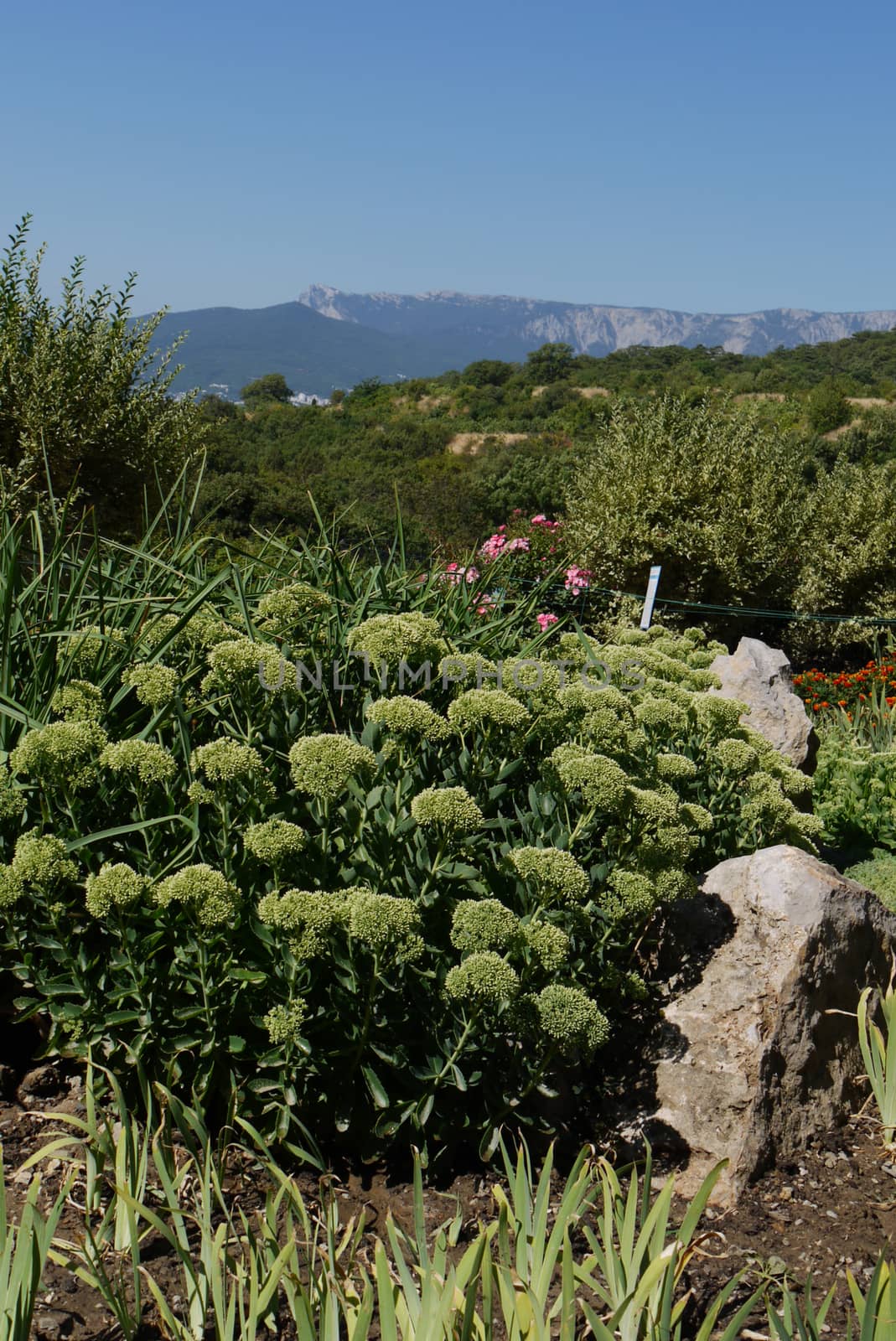 The stones lying in a flower bed next to green plants that have not yet begun to bloom. With a beautiful view of the horizon line with a line of mountain peaks propping the sky.