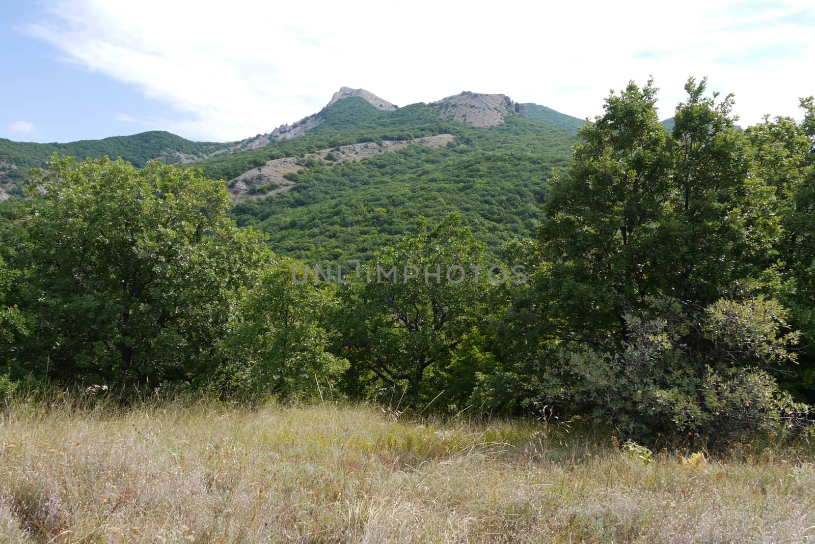 a lawn of dry grass at the foot of a rocky mountain covered with green tree plantations