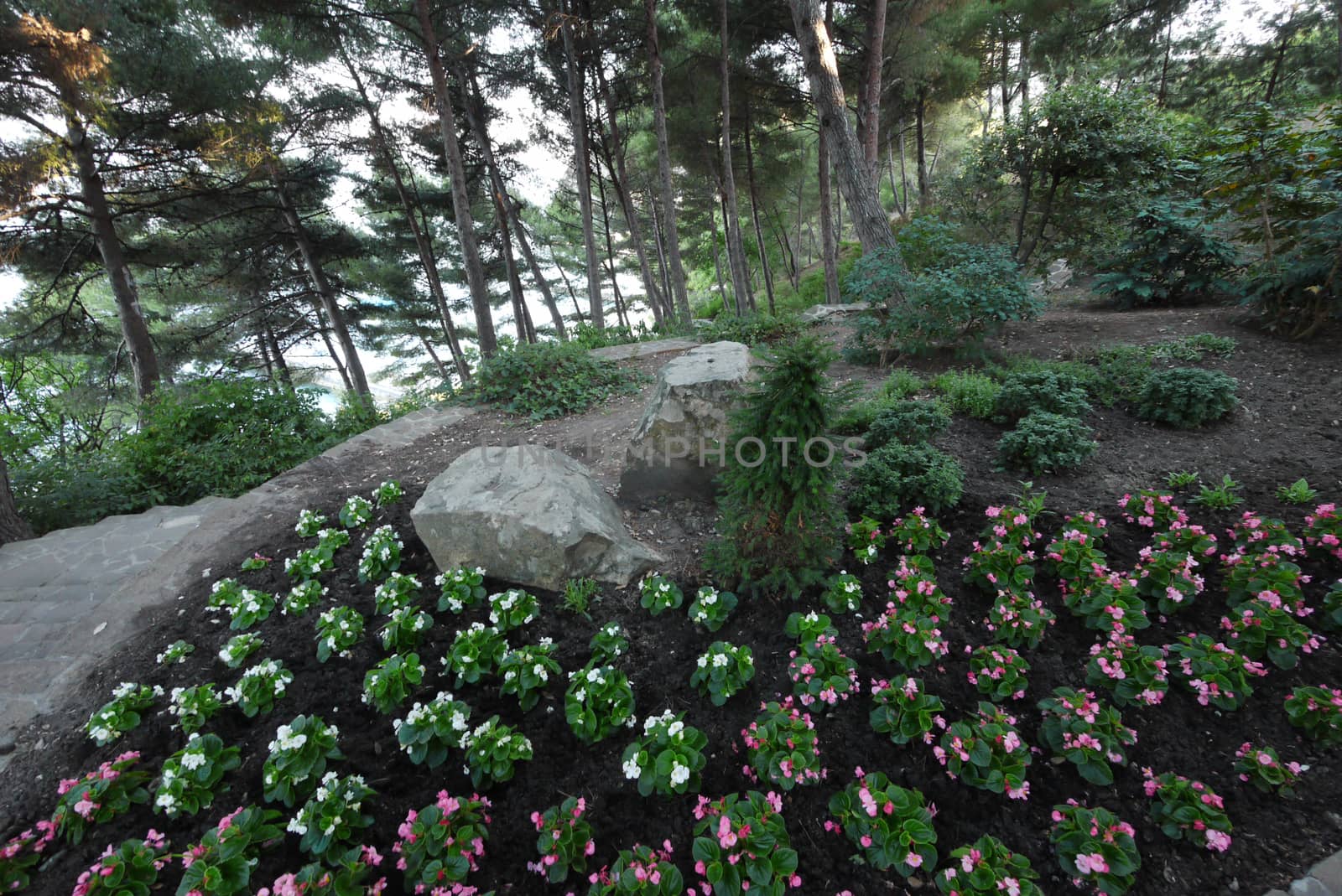 Decorative flowerbed with small flowers, stone boulders and coniferous tree in the center on a slope... by Adamchuk