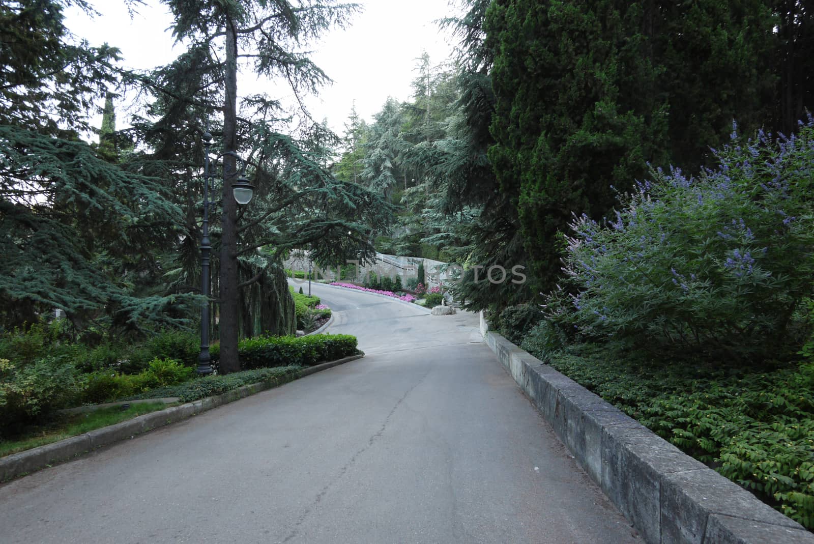 Asphalt road with beautiful ornamental trees and bushes on the sides descending into the green park zone by Adamchuk