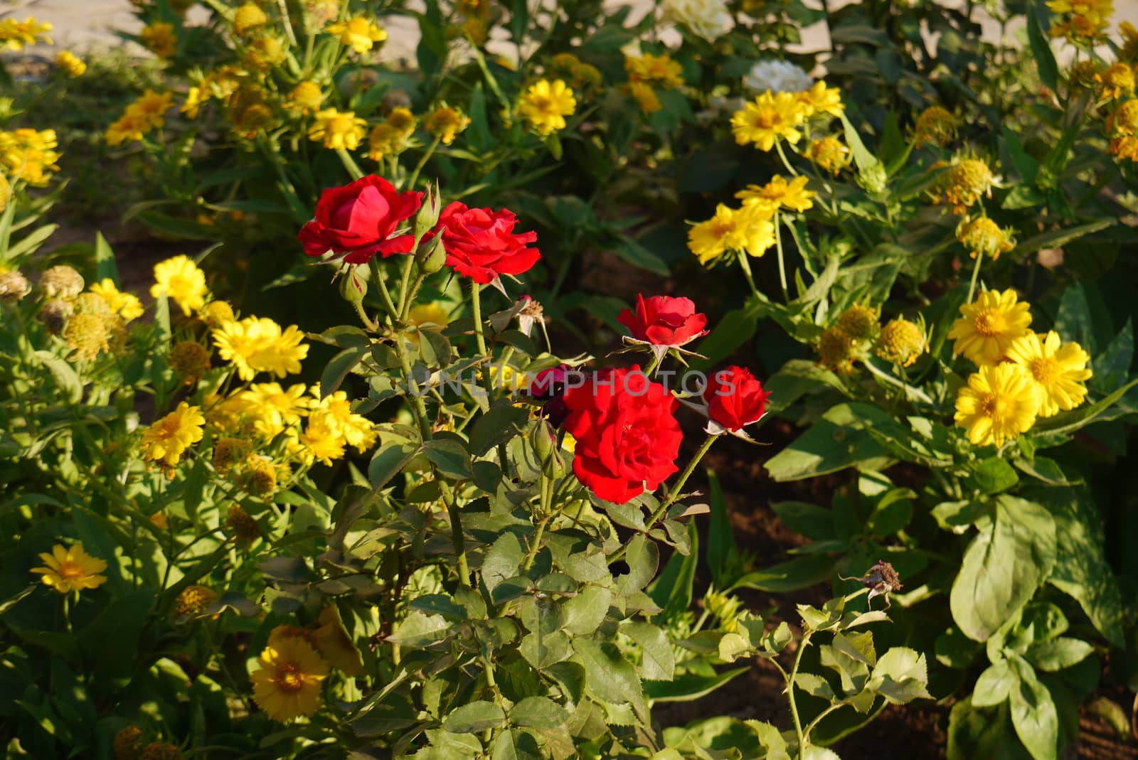 A bush of red roses surrounded by dahlia flowers, which are called gay guys. Like girls between guys by Adamchuk