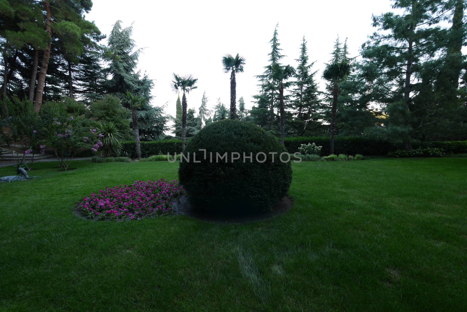 A large lush green bush next to small pink flowers on a background of palm trees and a smoothly cropped lawn