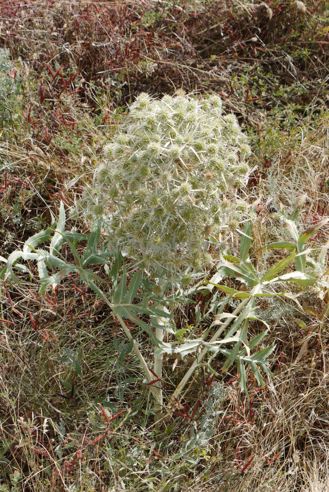 a plant with silver spiny inflorescence among dry grassy herbs