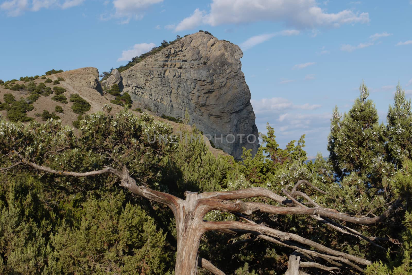 The trunk and branches of trees seem to be from a fairy tale similar to roots without leaves growing in a mountainous area against the background of the top of the rock.