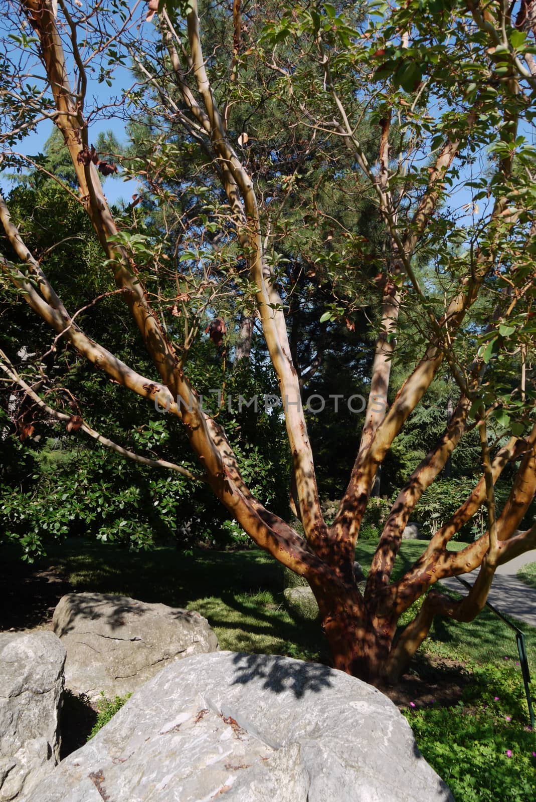 A wonderful tree in a park near small stones by Adamchuk