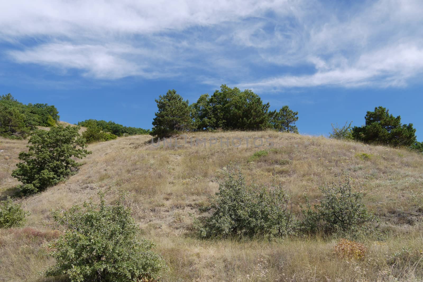 Landscape of a summer day with a low hill with burnt grass and rare green bushes against the background of a blue sky covered with a transparent veil of clouds. by Adamchuk