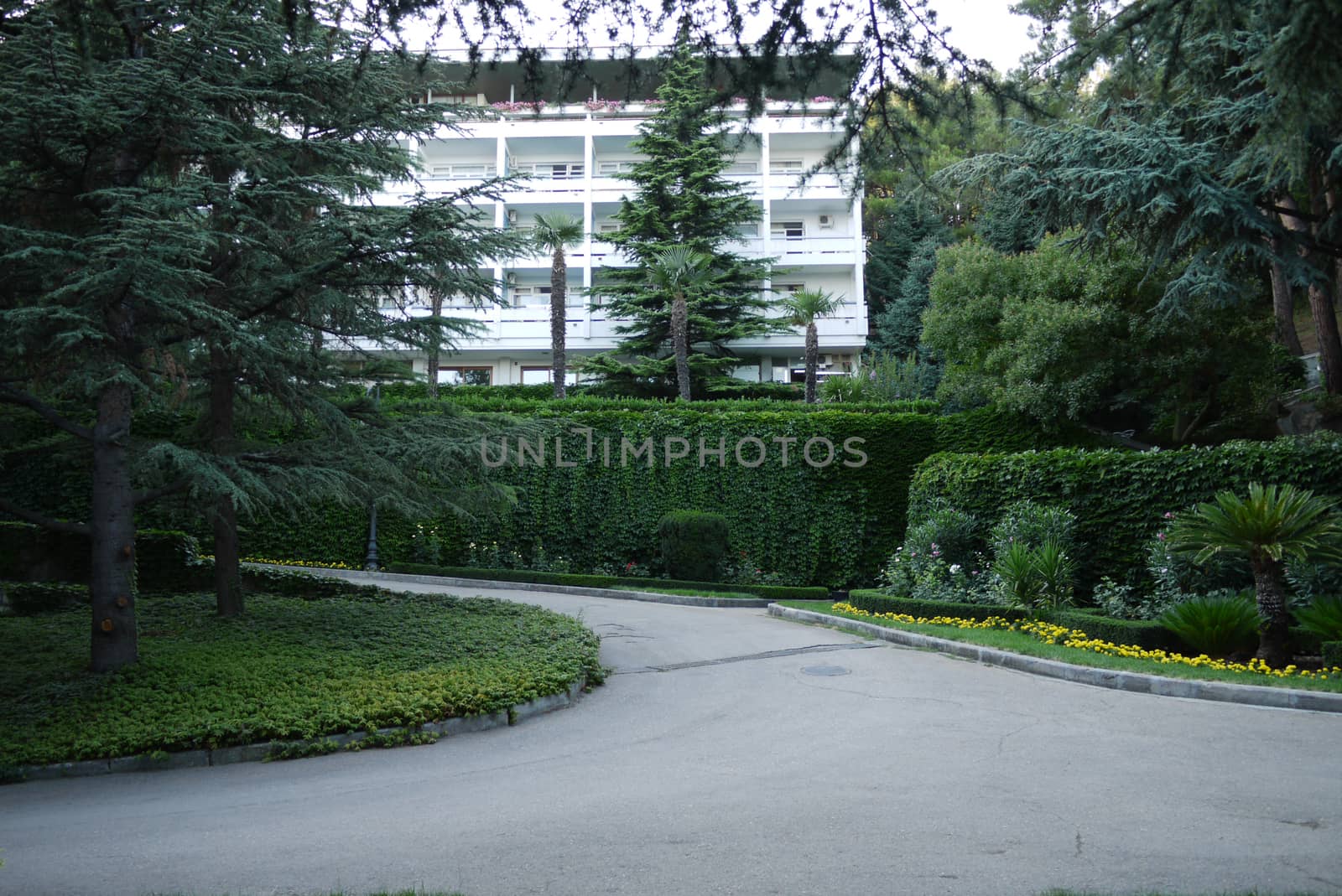 Asphalt road among the green grass of the tall clipped bushes of growing palm trees on the background of a sanatorium building with white walls and balconies.