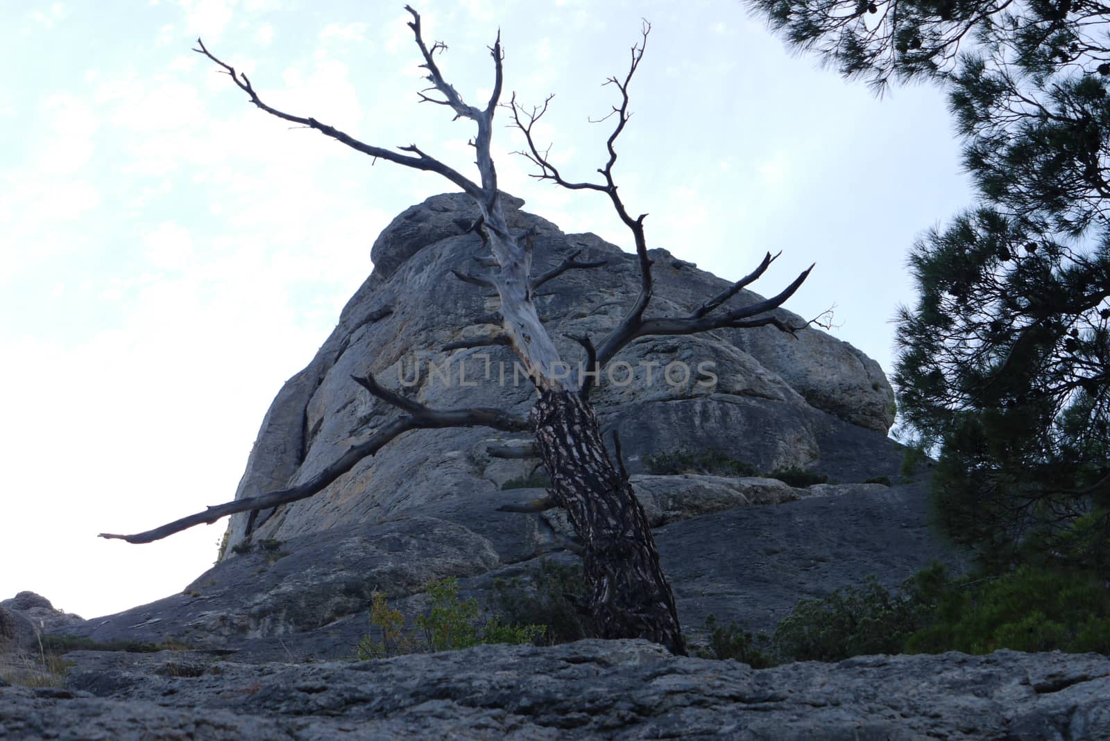 An old dry tree with a burnt bark on the trunk near the big gray stones by Adamchuk