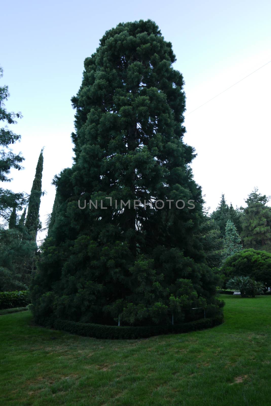 Lush green spruce growing on a well-groomed lawn in the park. A beautiful tree is one of the symbols of the new year.