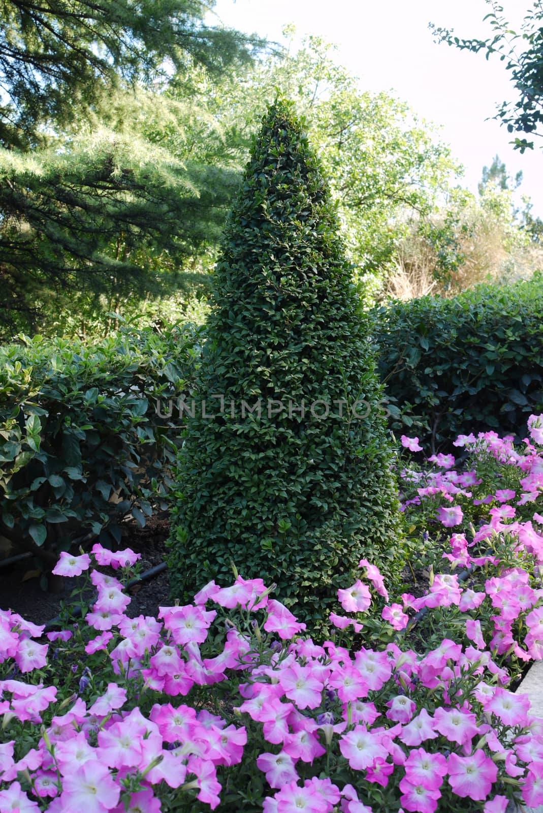 A tall ornately trimmed green bush with flower beds with small pink flowers