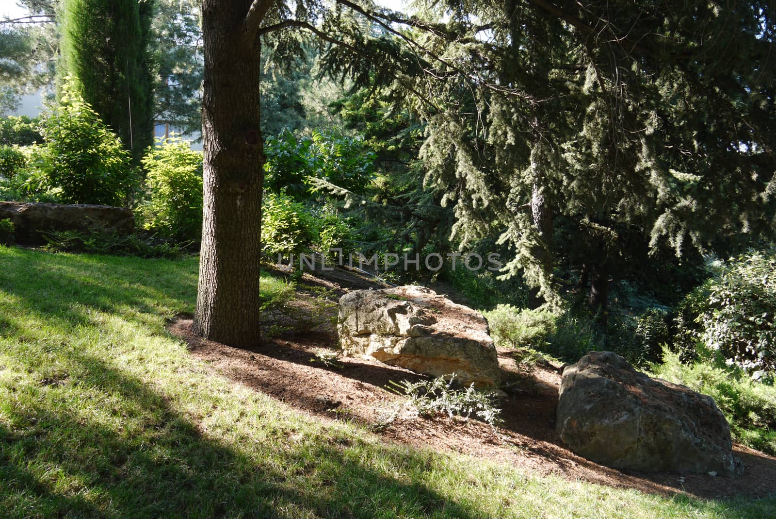 Several small stone boulders on the floor of a high coniferous tree against a background of green decorative shrubs by Adamchuk