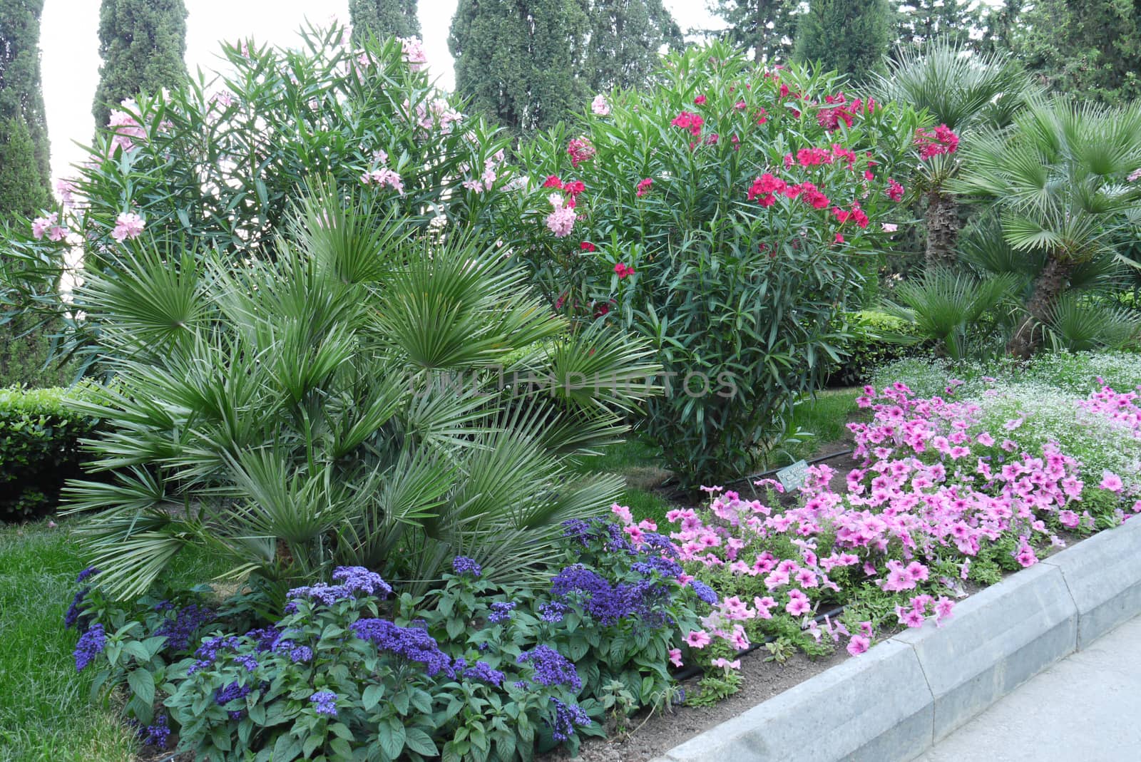 A flower bed with blue, pink and crimson flowers. I want to take such beauty into the house, but it's a pity to tear it down