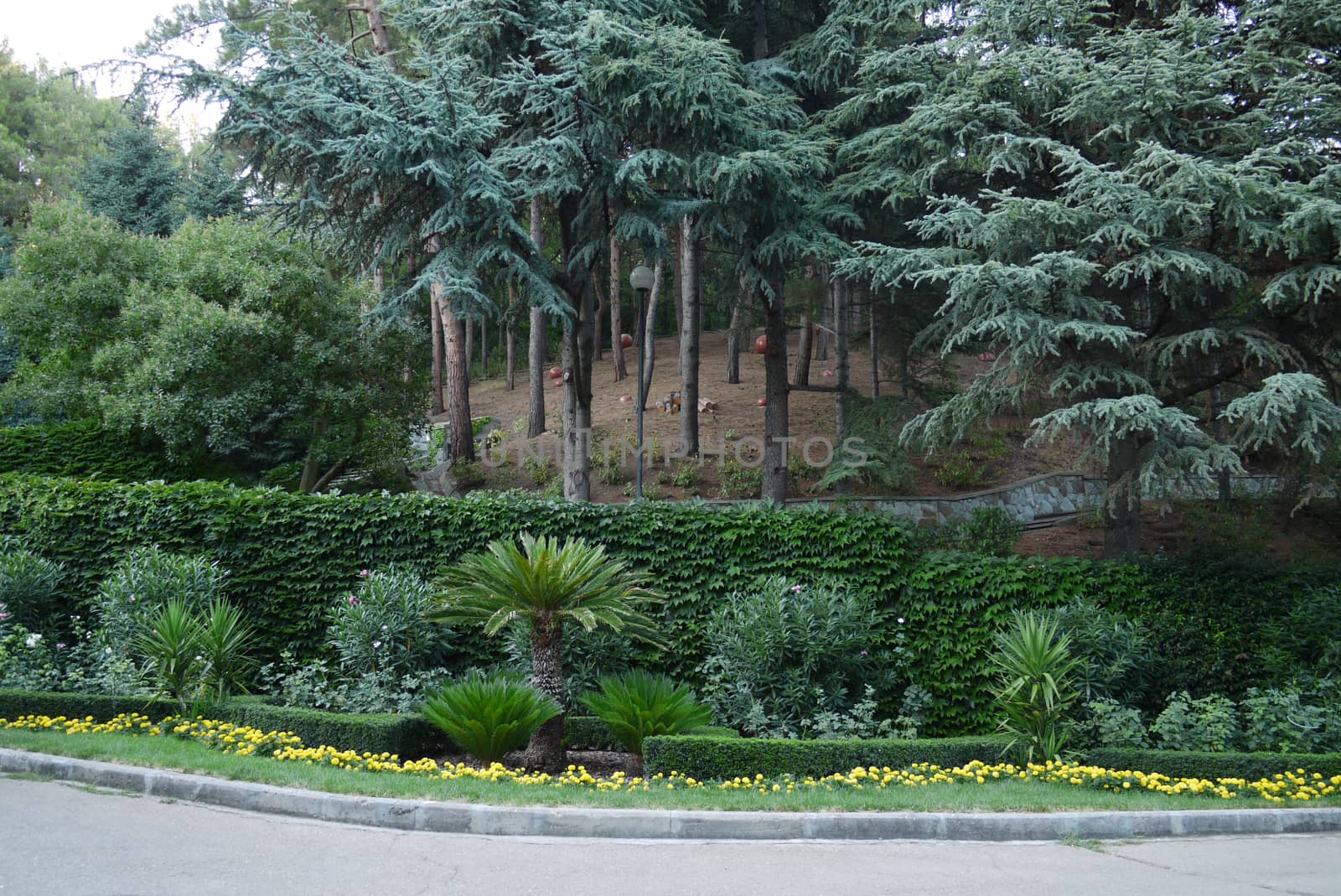 The park area with beautiful green pine trees and ornamental plants on flower beds near the mall by Adamchuk