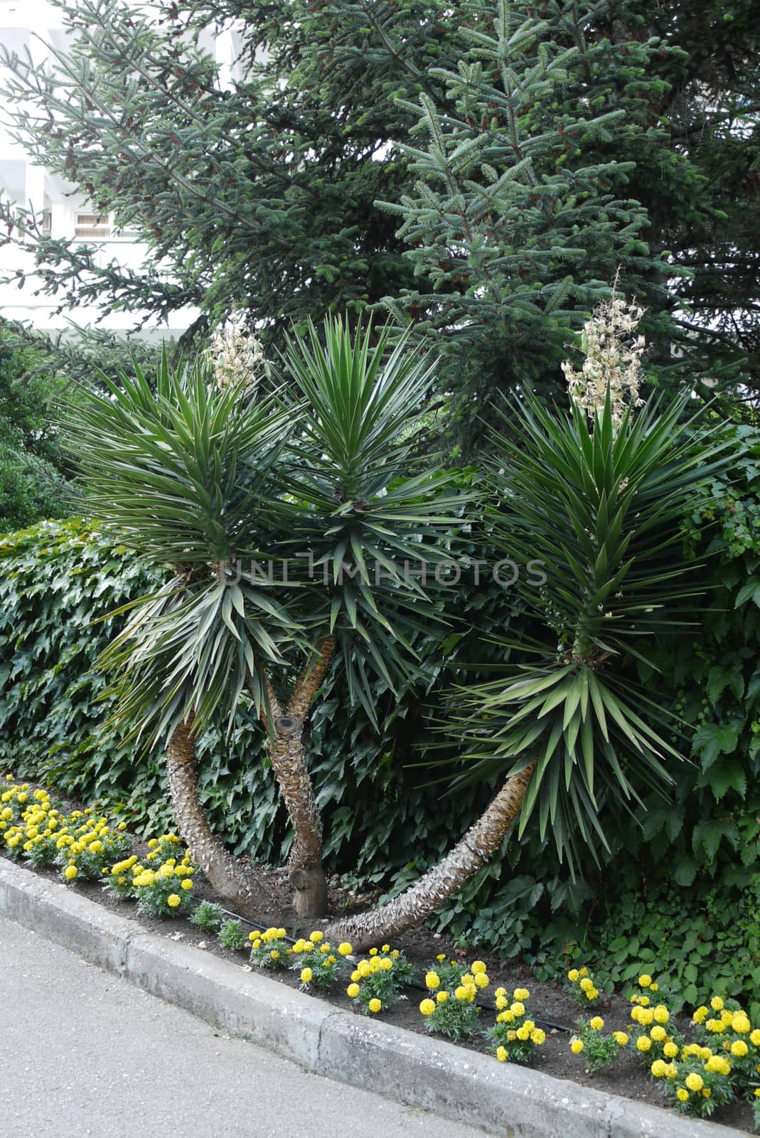 A small decorative palm tree in the background of green plantations