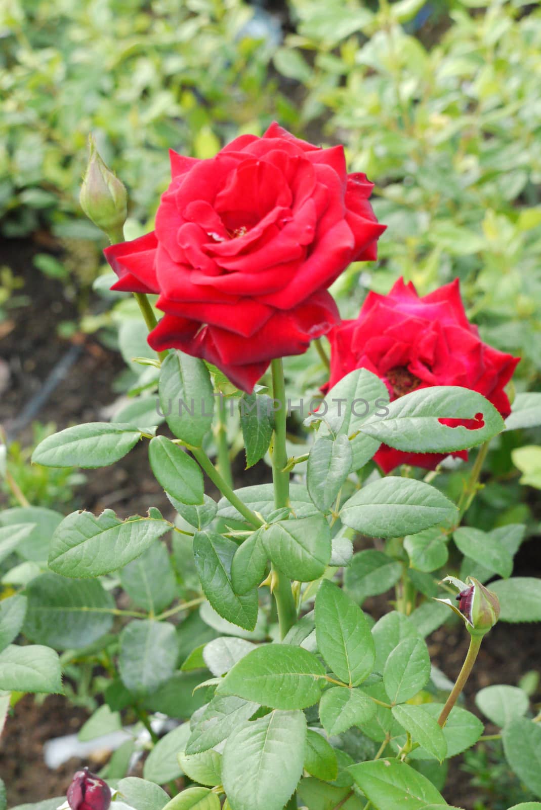 two large opened buds of bright scarlet roses by Adamchuk