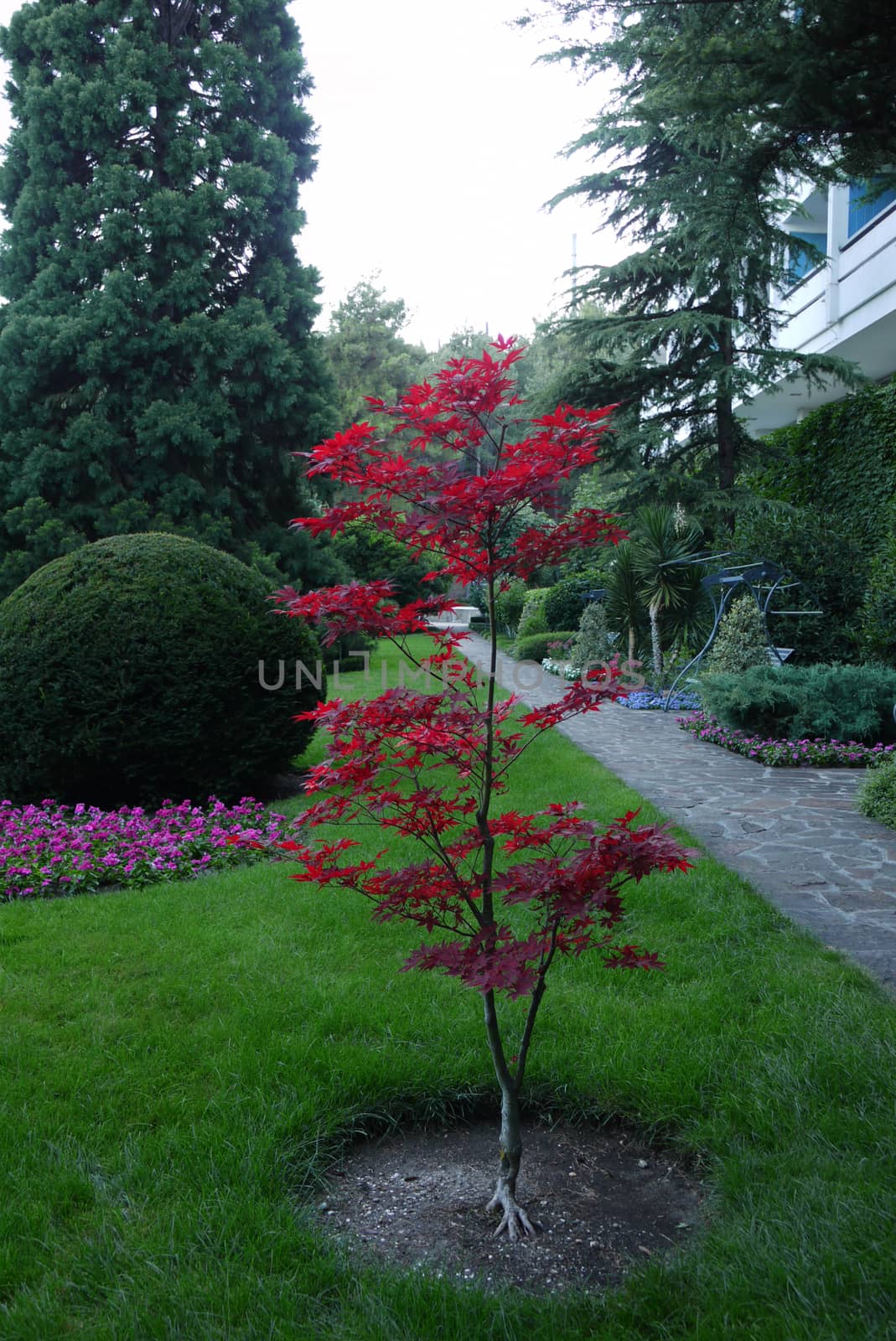 A planted young tree with small red leaves against the background of the alley leading to the white building