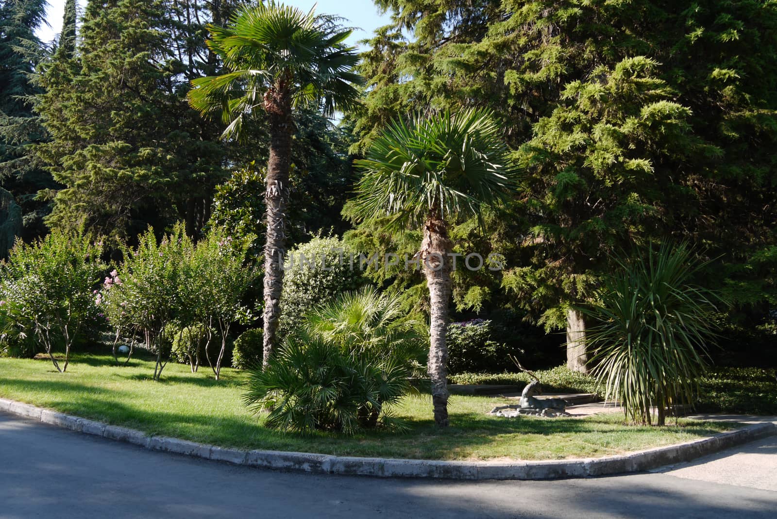 green palm trees in the park on a beautiful well-groomed lawn by Adamchuk