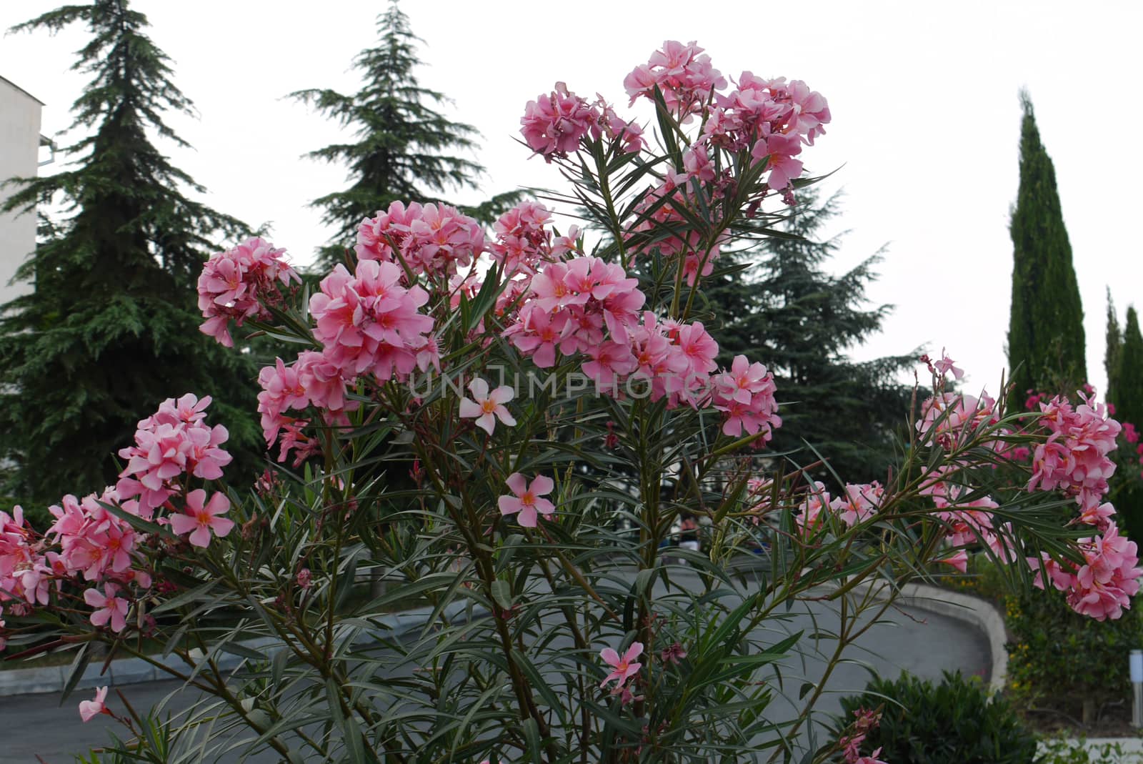 Beautiful pink flowers with a long stem on the background of a mall and coniferous trees by Adamchuk