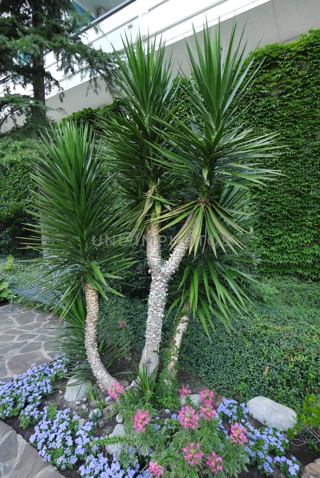 A large green yucca on a flower bed with colorful flowers and ornamentally carved bushes by Adamchuk