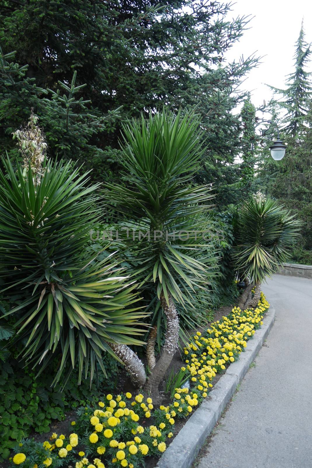 A flower bed with small yellow flowers and large green yuccas near a walking park lane