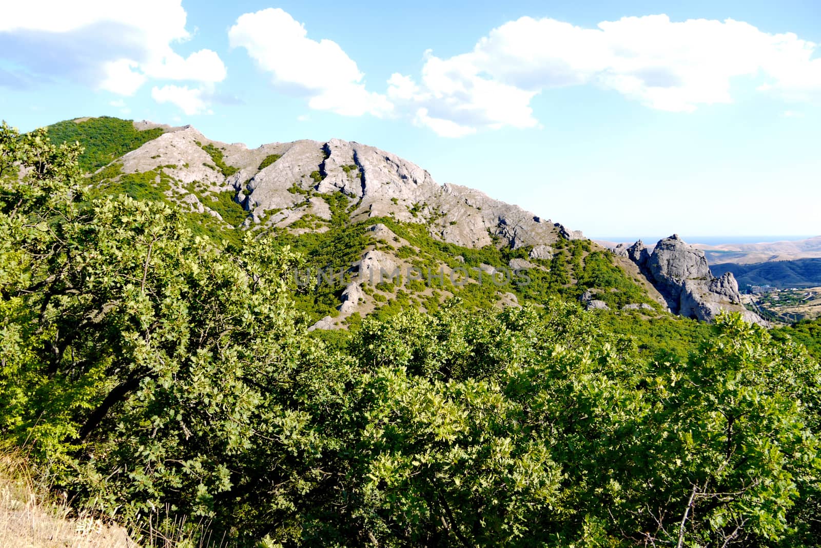 A magnificent green forest under a blue sky on the background of grass-covered mountains by Adamchuk