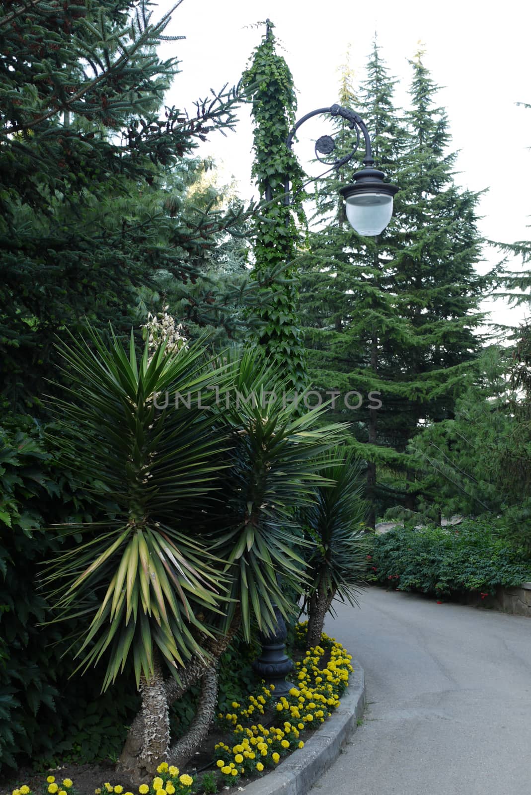 Exotic Yucca in a botanical garden under a lantern near the track