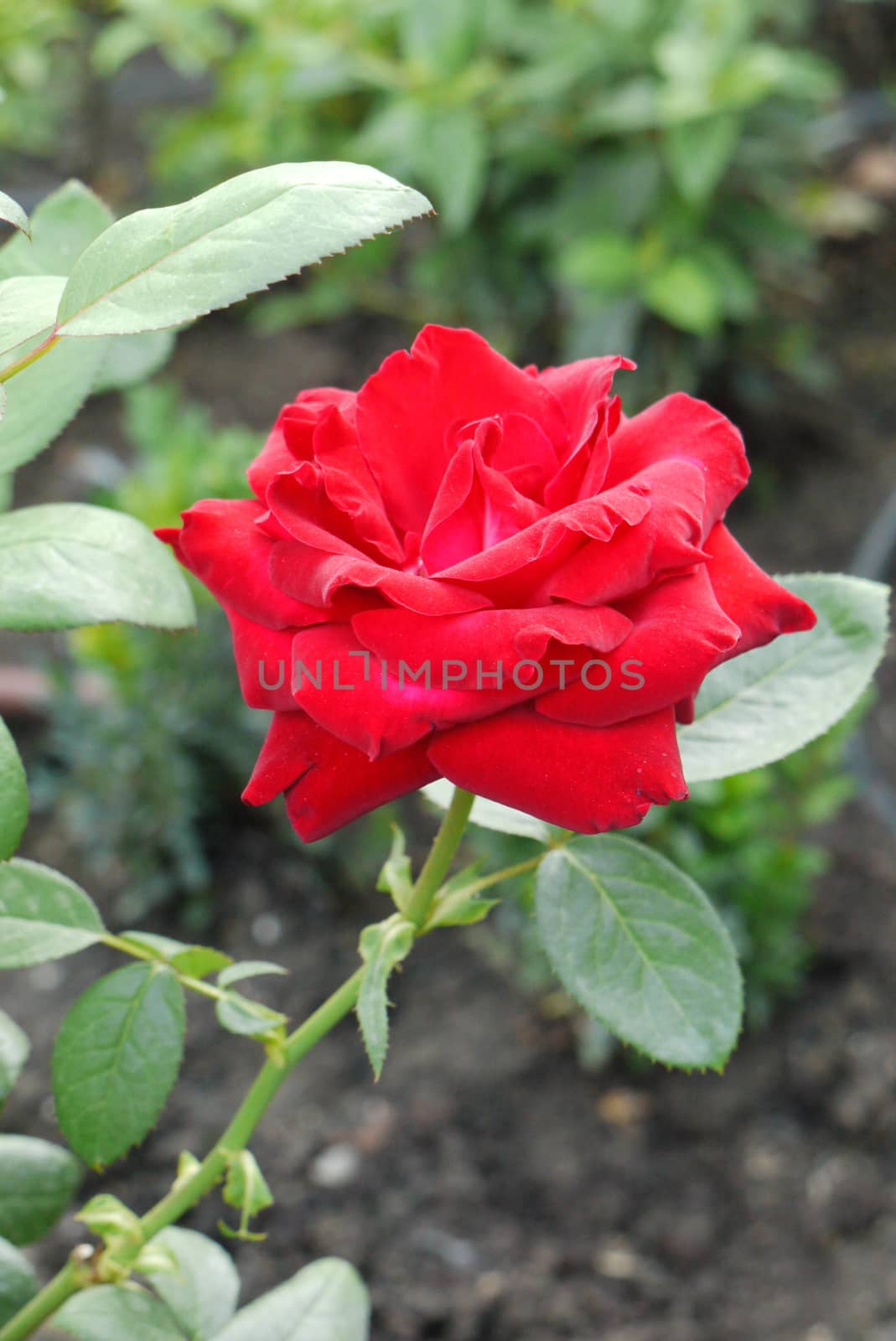 Queen of flowers, beautiful lush red rose on a high stalk with green leaves