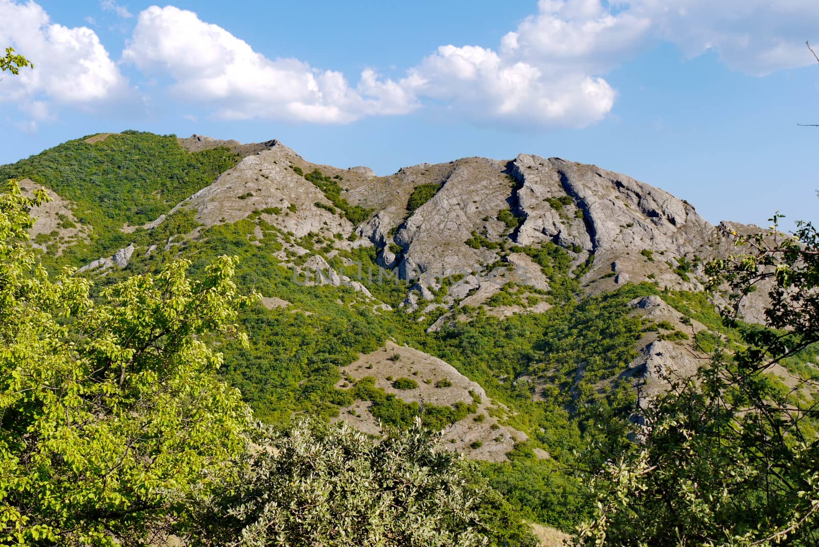 wide green bushes on the background of grass-covered mountains under the blue sky by Adamchuk