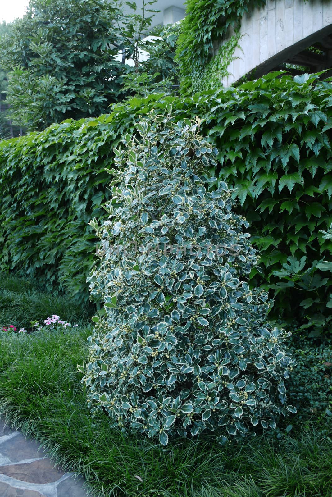 a shrub of a plant of small light green leaves resembling a Christmas tree growing on the grass near the path