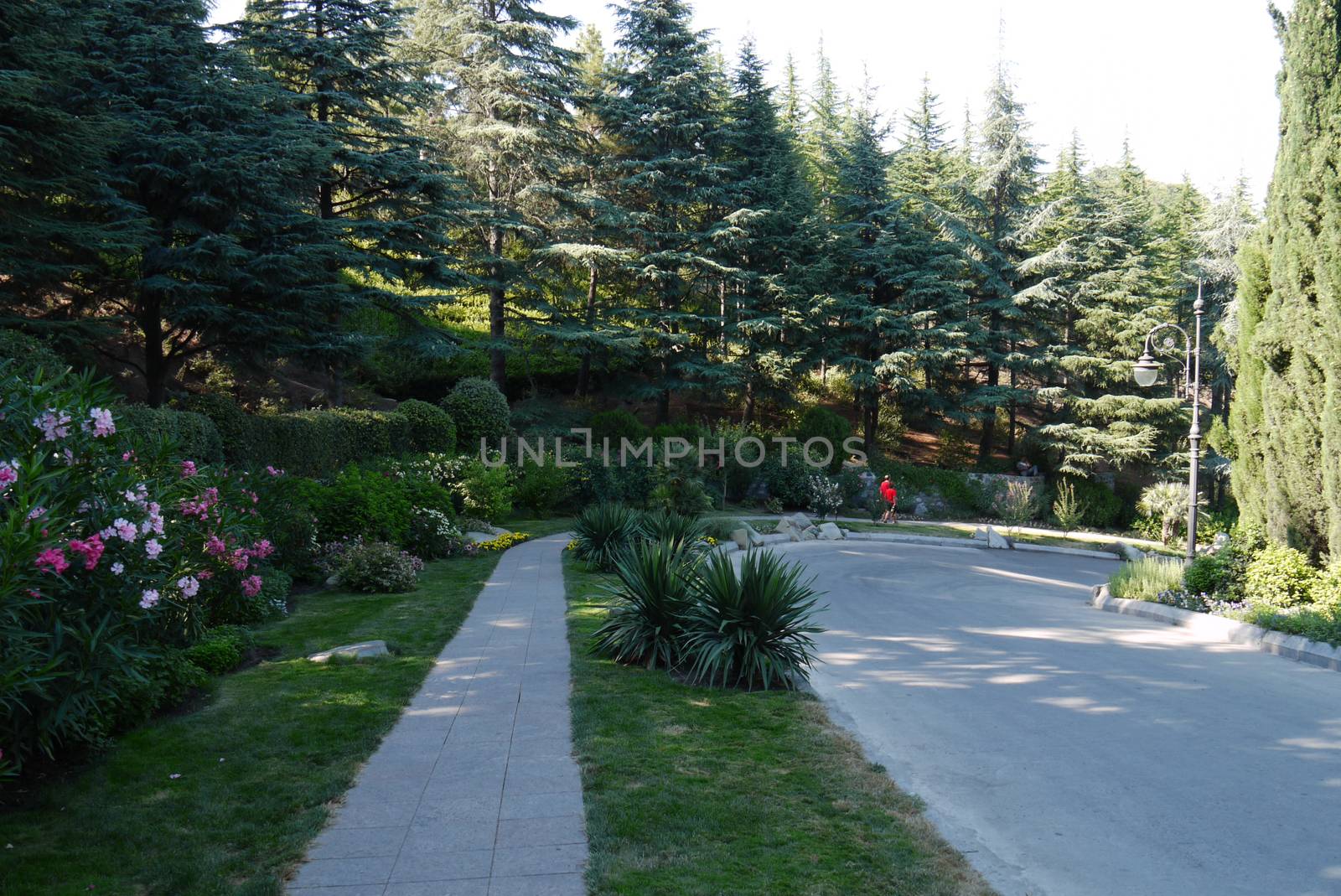 Park promenade alley with a huge number of different decorative shrubs, flower beds and beautiful exotic trees by Adamchuk