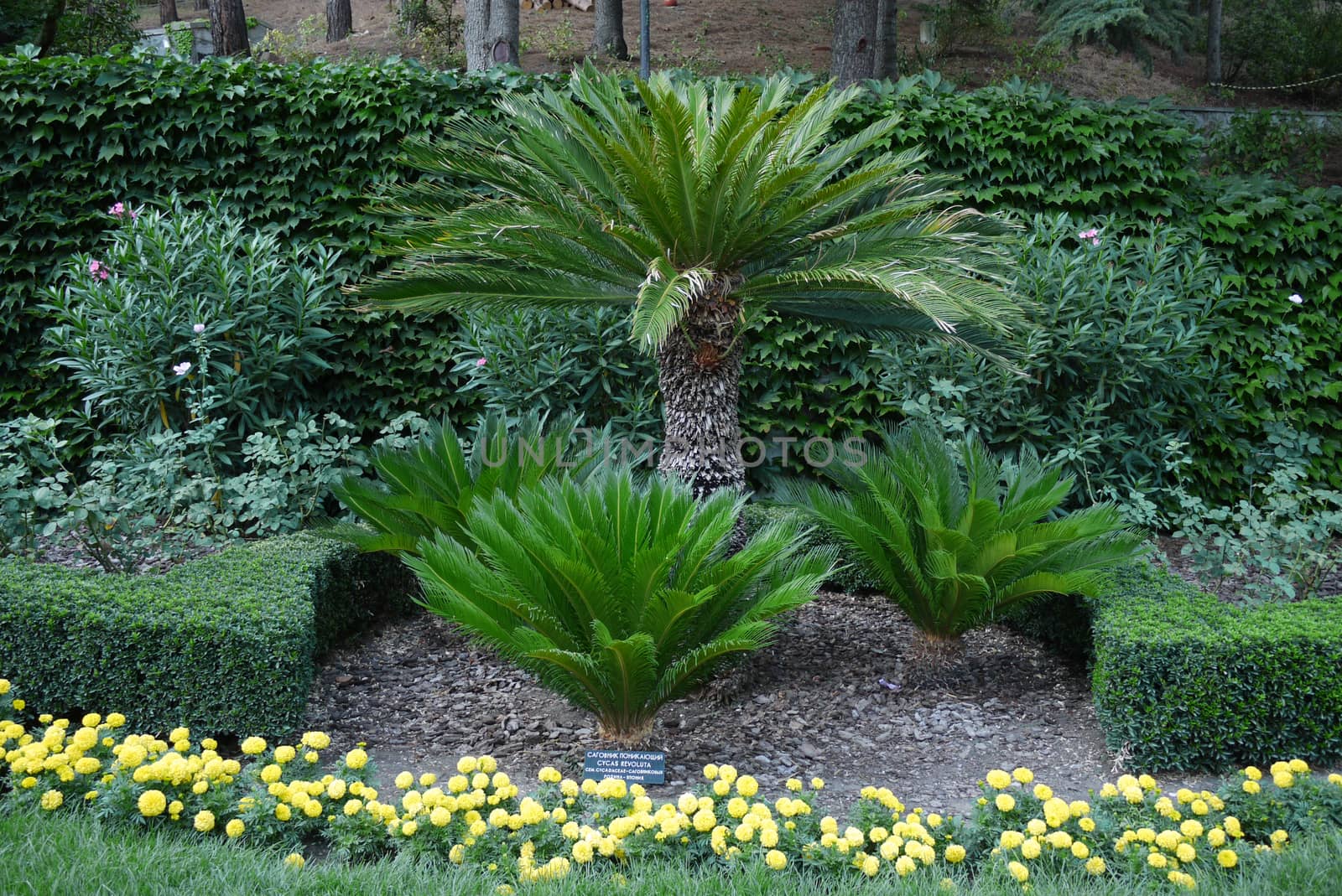 strange green plants with upward-growing cup-shaped leaves sitting on a flower bed in the park