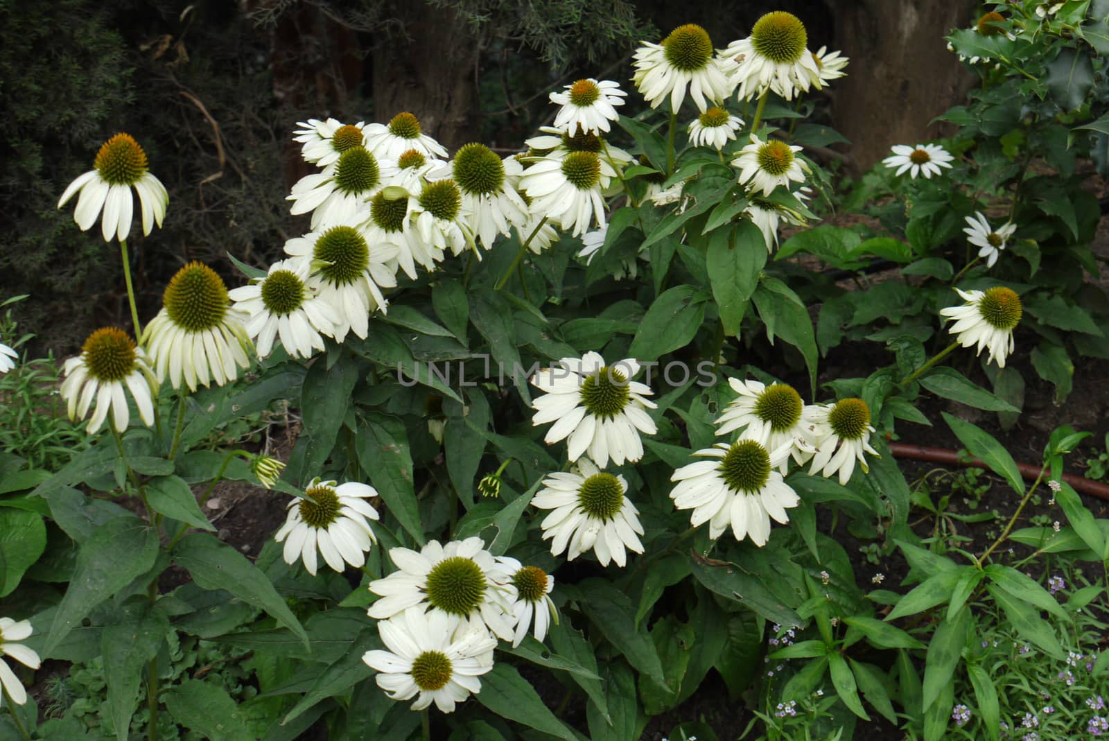 White flowers with large yellow centers in the form of a ball