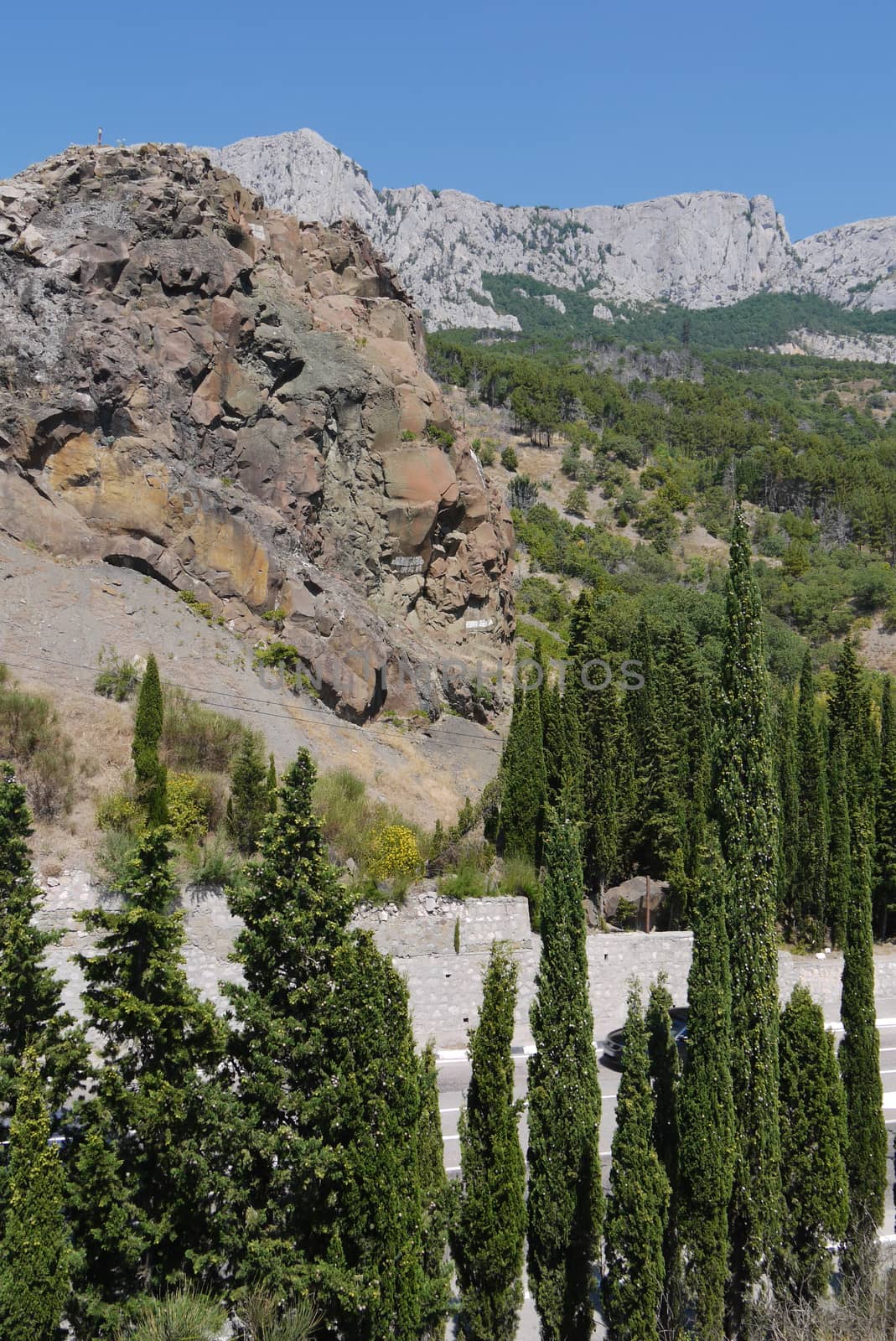 tall, slender trees under a blue sky on the background of a large stone