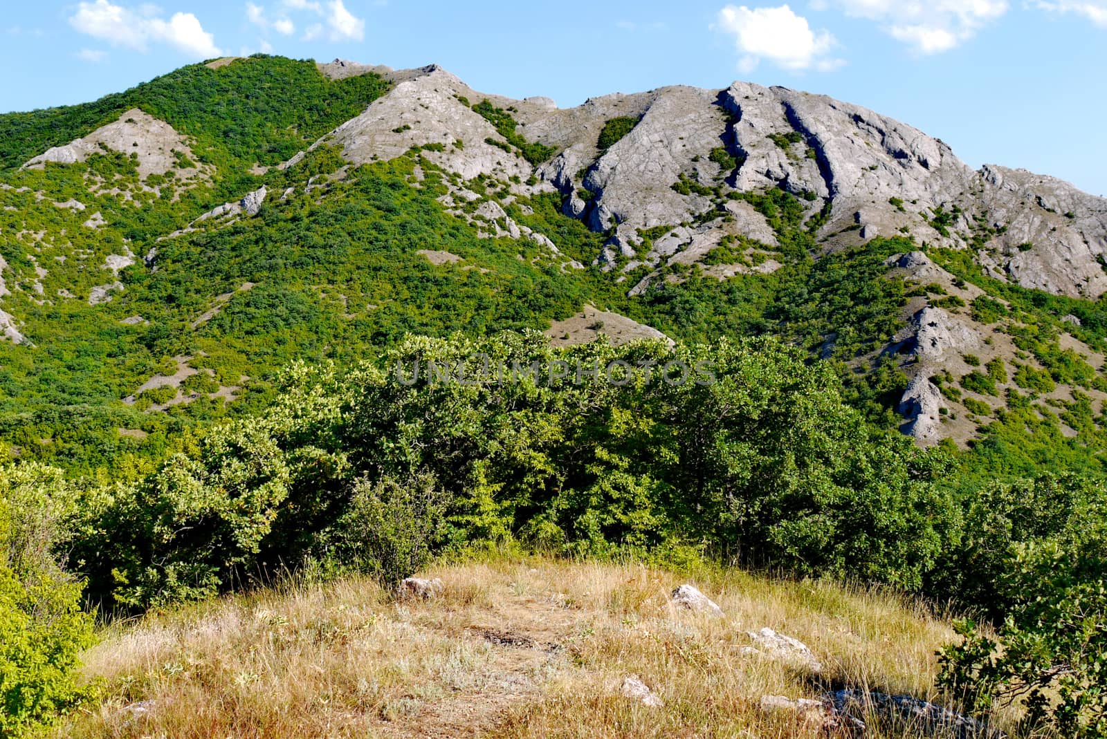 wide green bushes on the background of grass-covered mountains under the blue sky