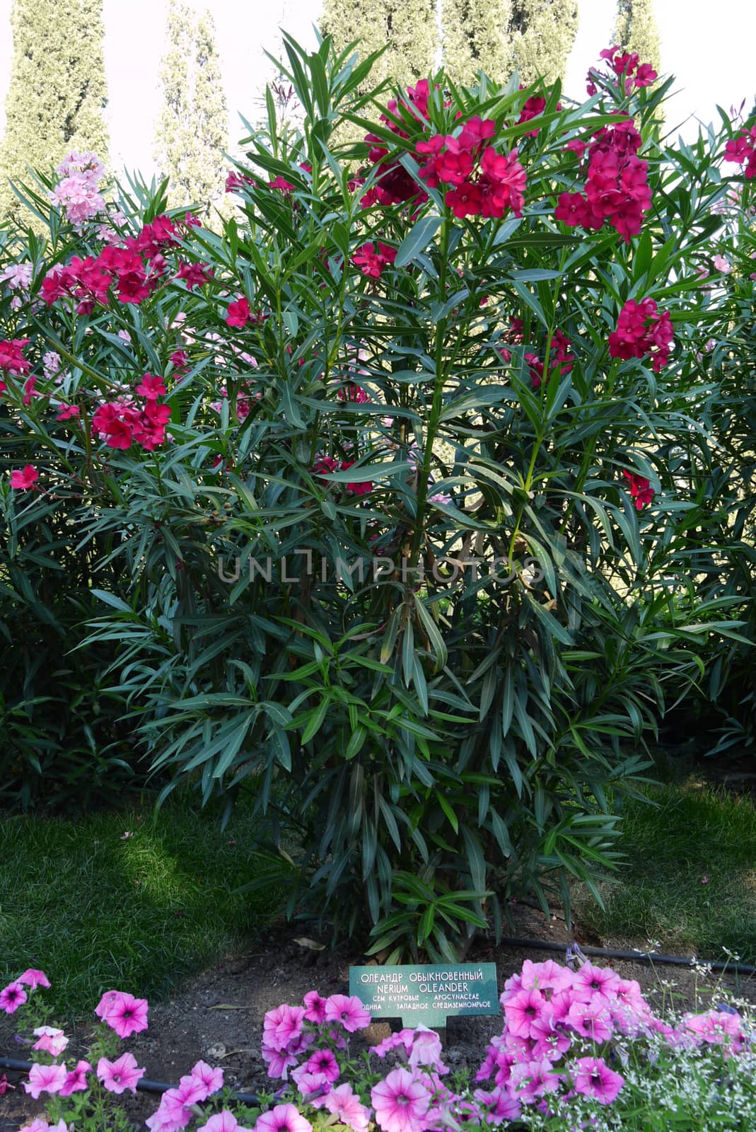 A tall bush with long stems and green leaves of beautiful red flowers with small petals of oleander ordinary.