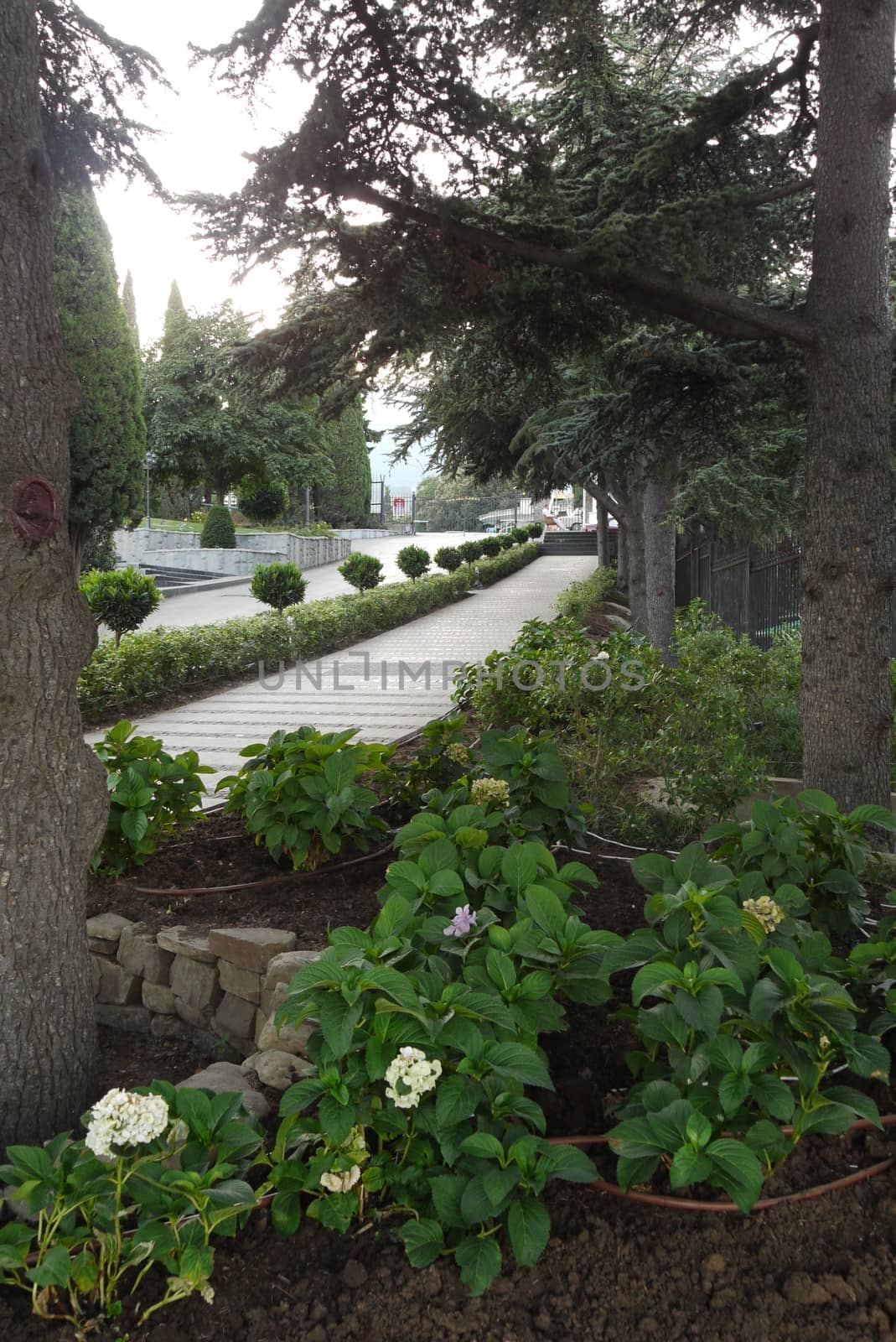 blue flowers of hydrangea in the shade of high fir trees in a city park with lanes laid out by a pavement by Adamchuk