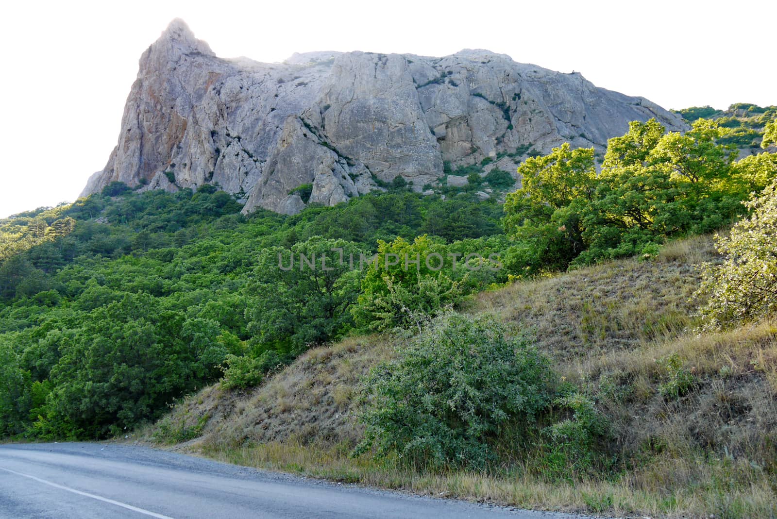 The road on the background of a high gray cliff is surrounded by green dense forest by Adamchuk
